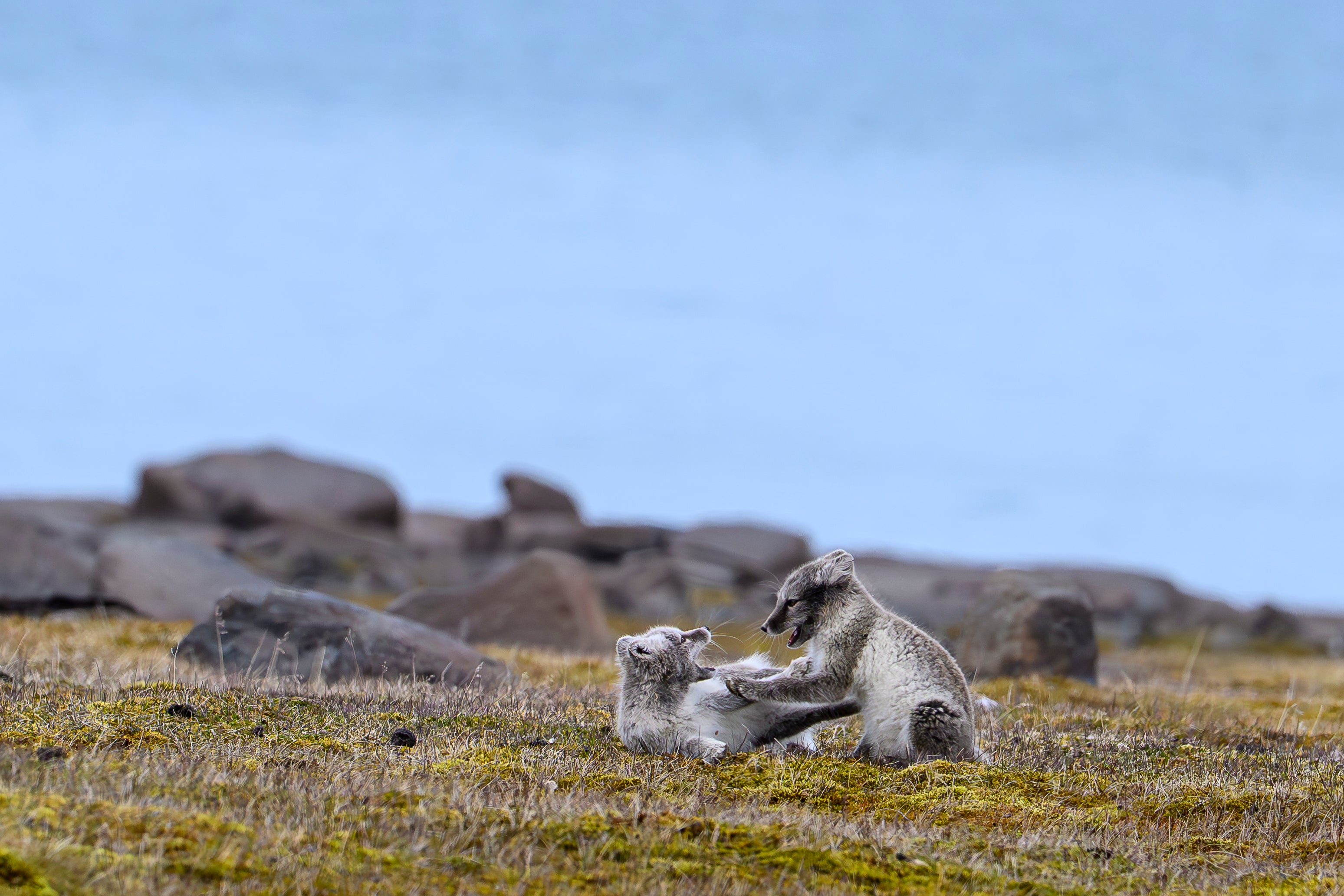 A pair of Arctic fox kits play on the grass - one of the many lesser advertised breeds that are wonderful to see in the wild