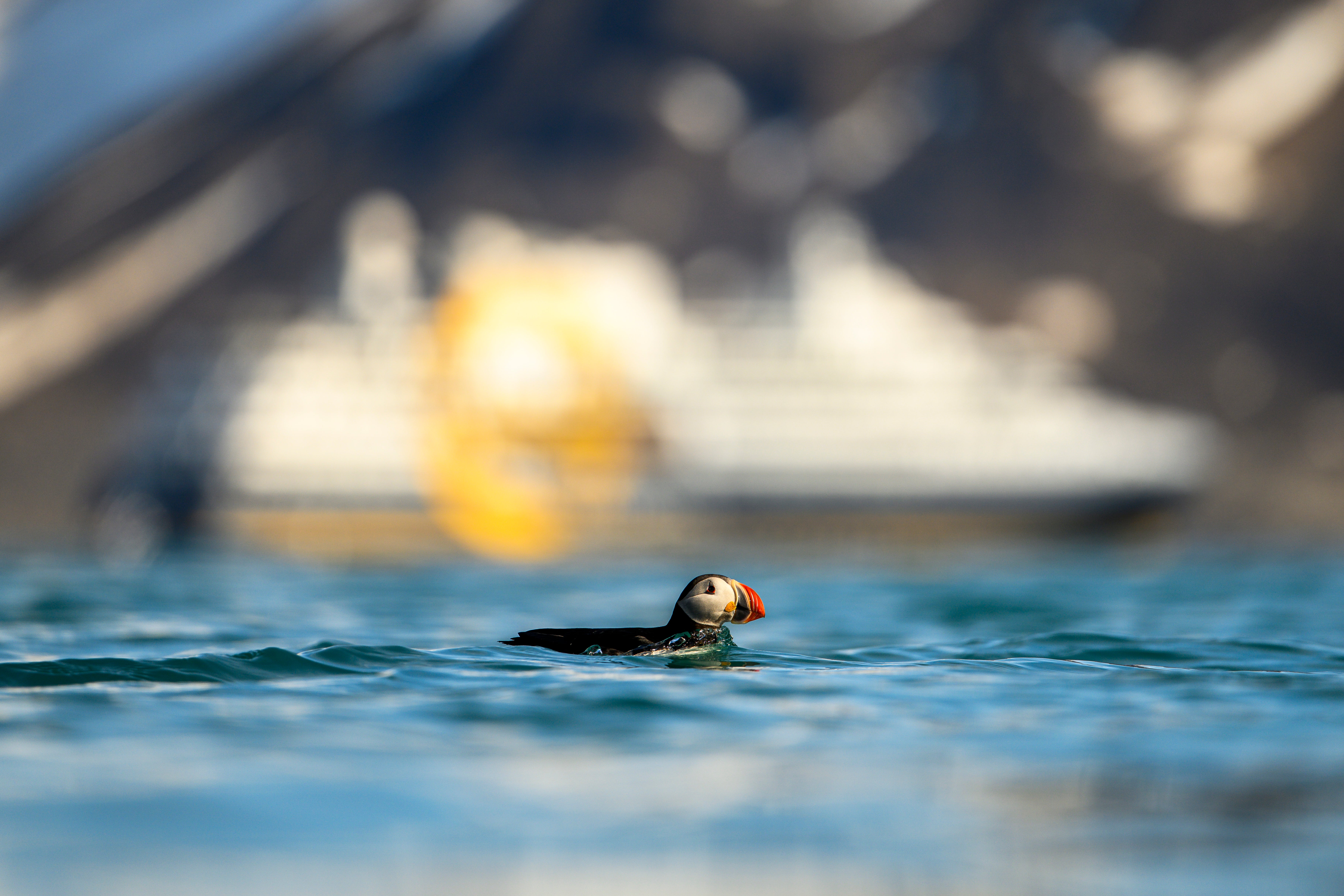 A puffin floats in water with a cruise ship in the distance. New tourist regulations are being introduced to the Arctic to protect its wildlife
