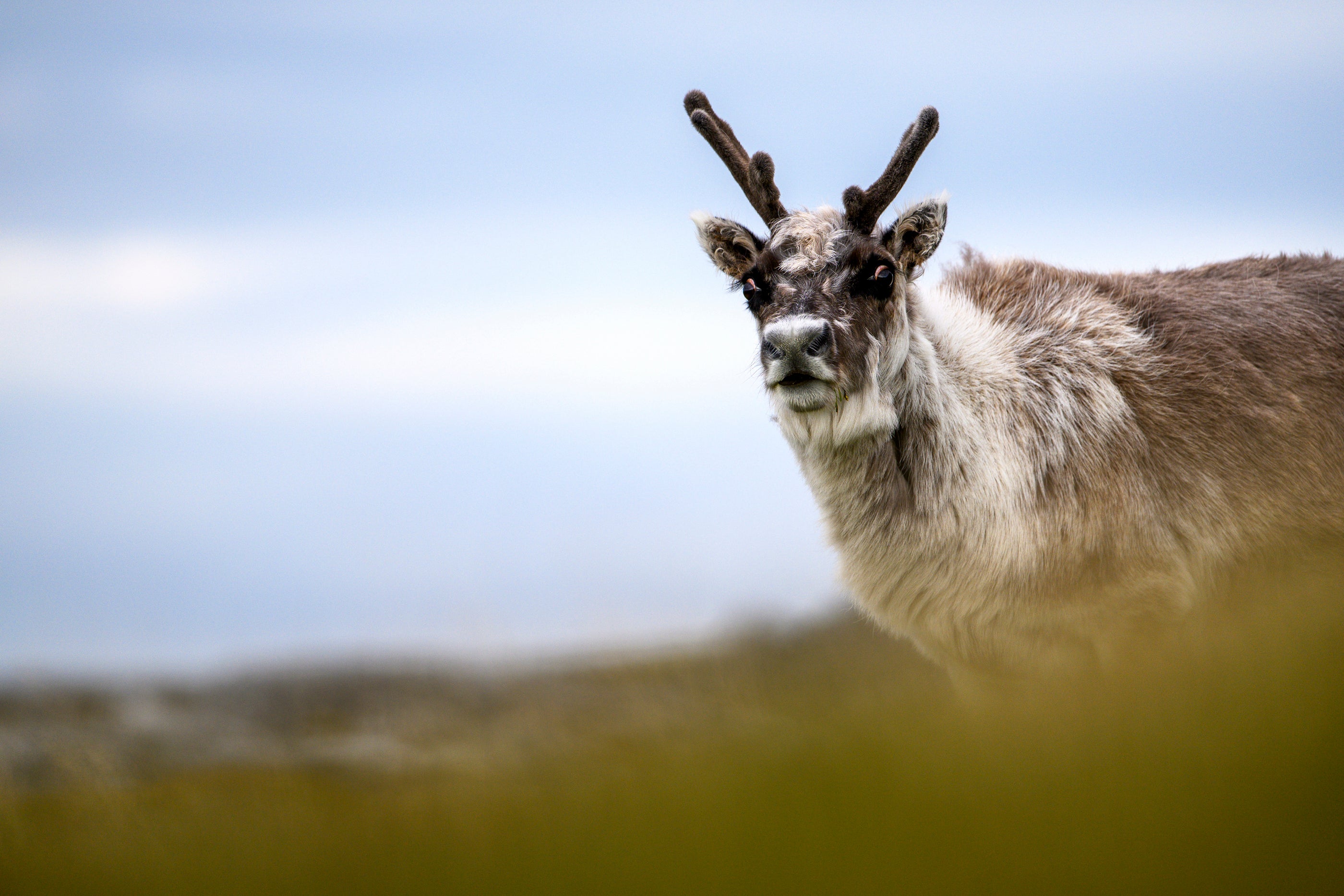 Reindeer roam freely in Svalbard