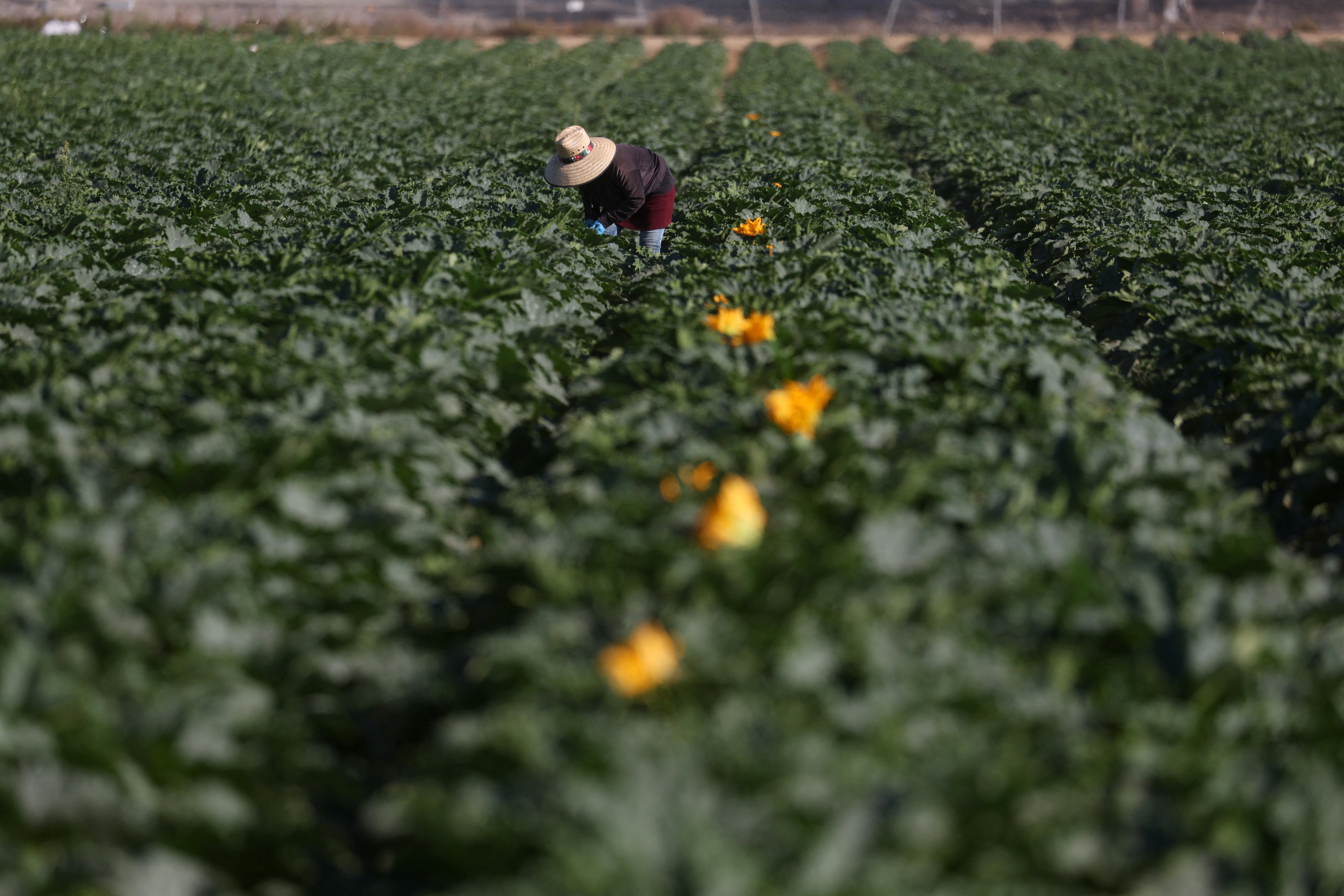 Trump has said in recent weeks that he would roll out a program that would allow farmers to keep some workers, but the White House has not yet put forward any plan