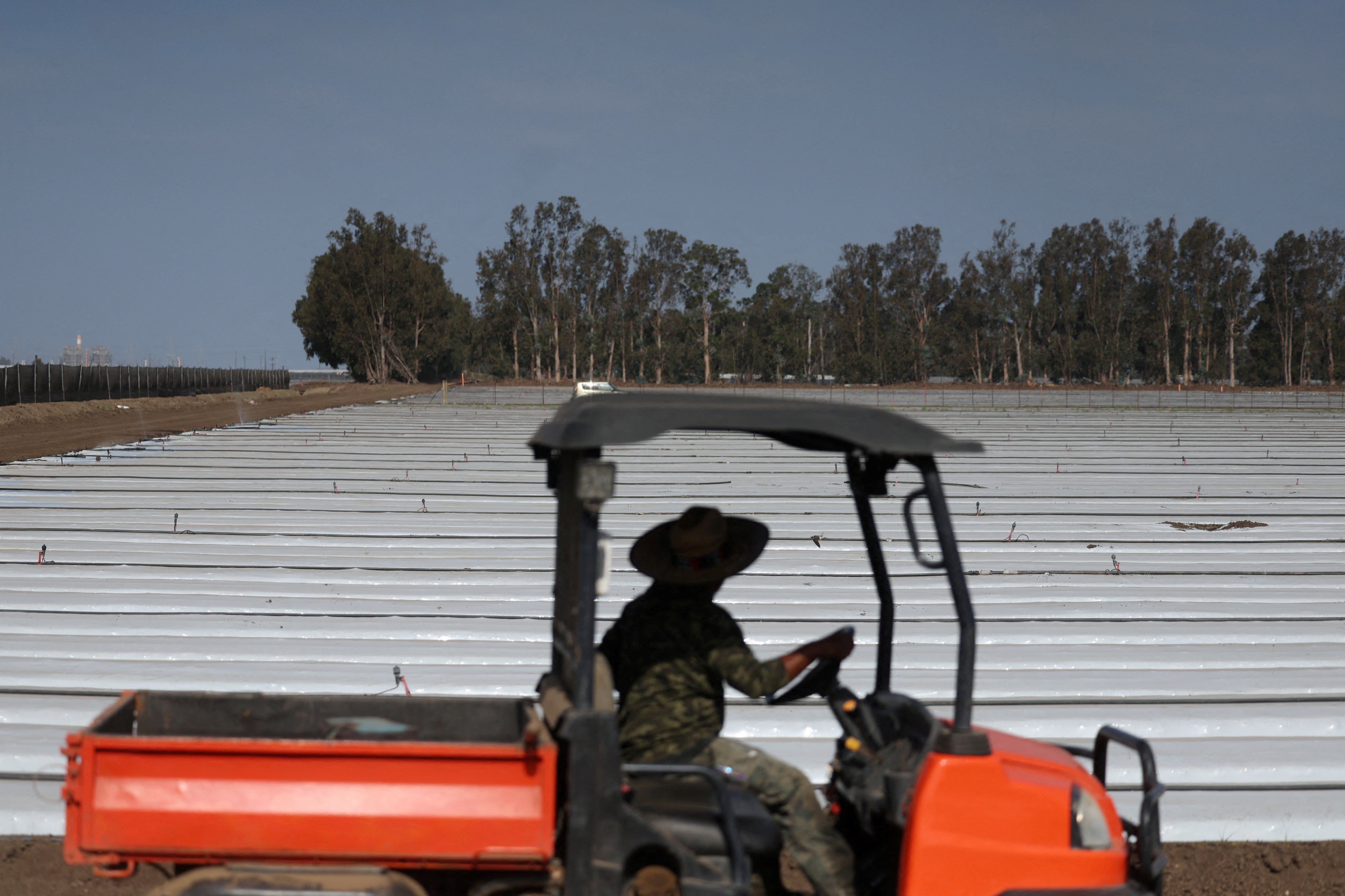 A person works along a crop field in Oxnard, California