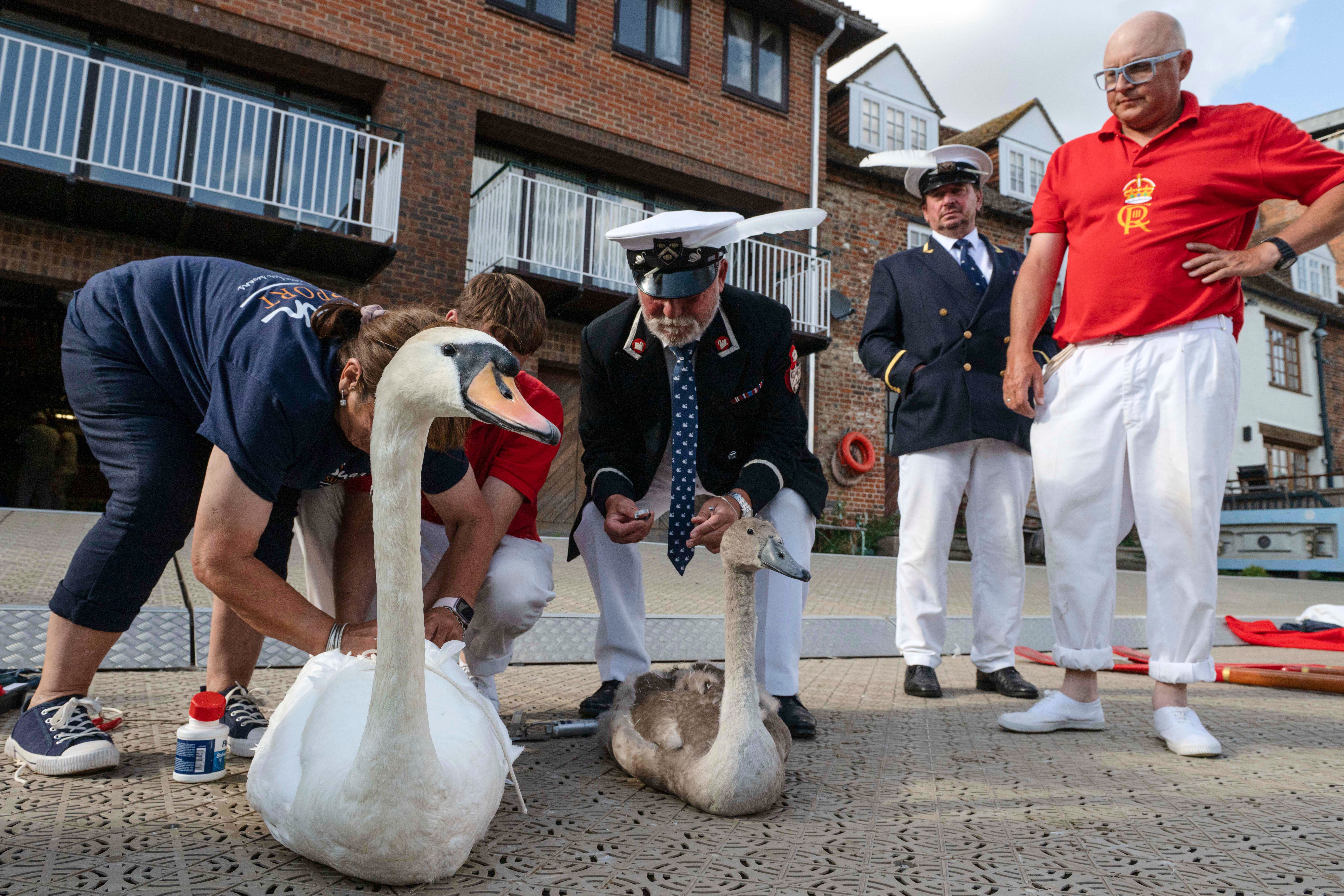 Swan uppers check mute swans during the ancient tradition of Swan Upping, the annual census of the mute swan population on the River Thames in London