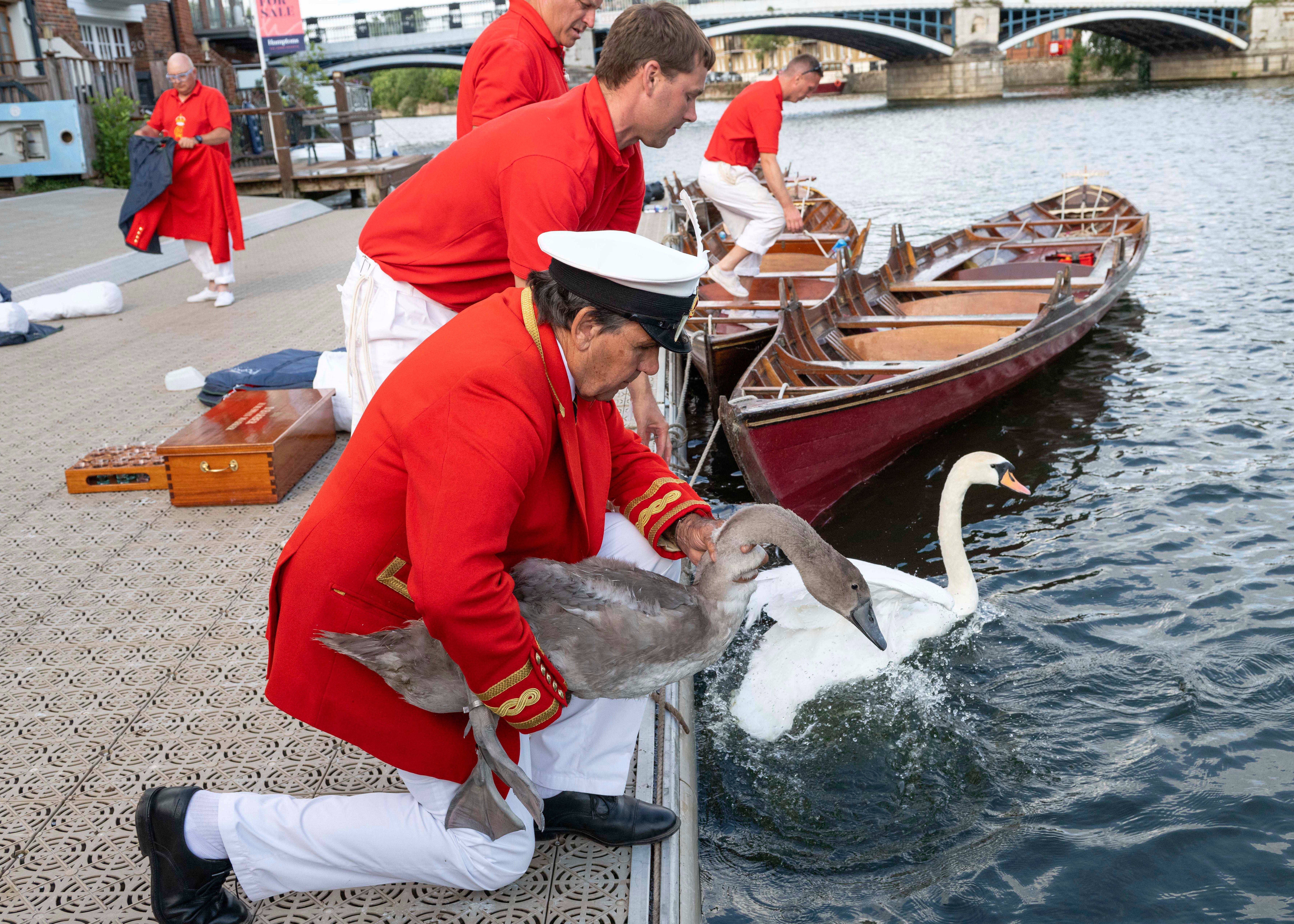 Every year, a team of carefully selected oarsmen called Swan Uppers are tasked with finding the swans on a stretch of the Thames