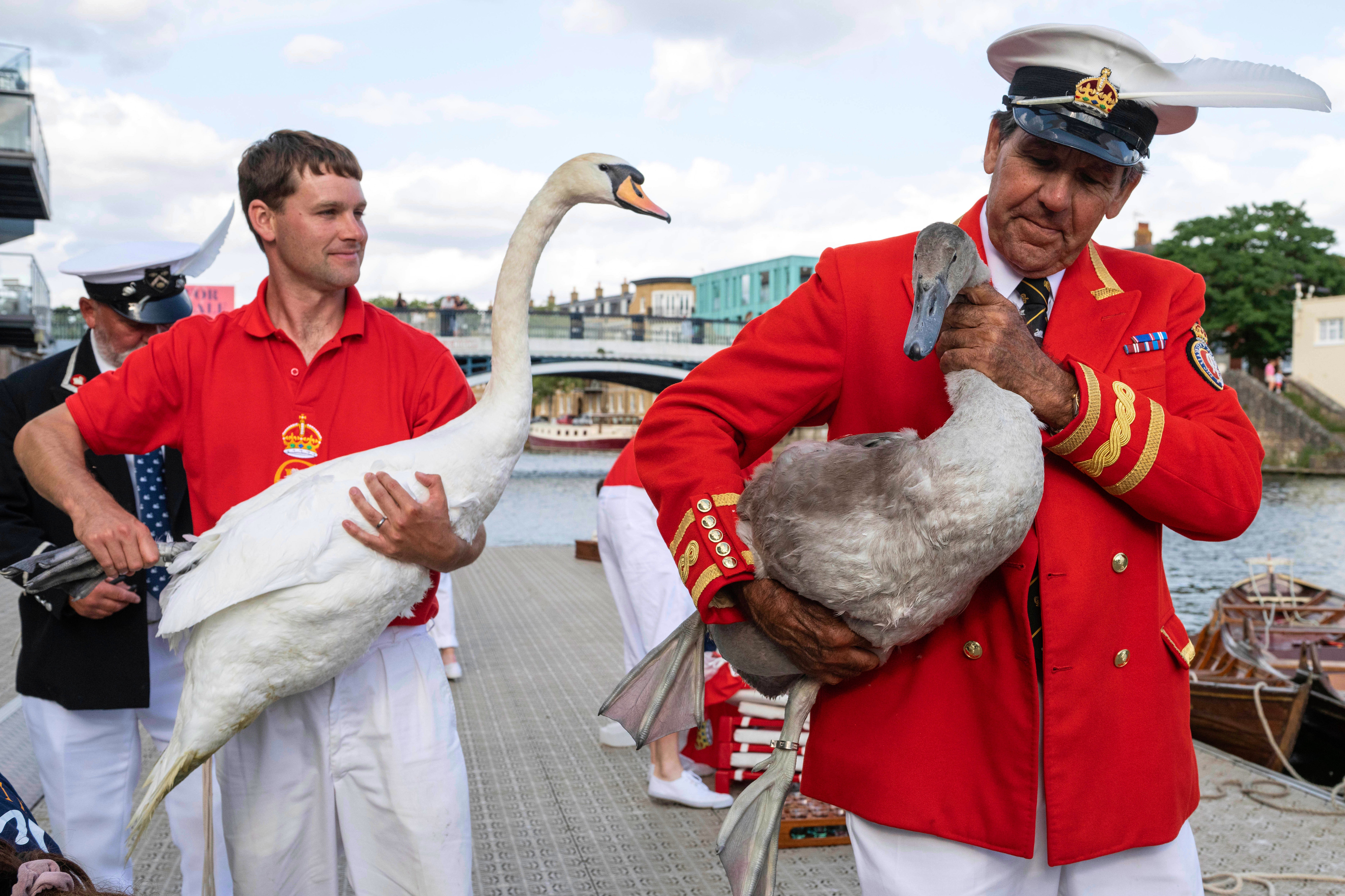 The annual five-day census of swans belonging to King Charles III – known as Swan Upping – began on Monday on the River Thames to assess their health