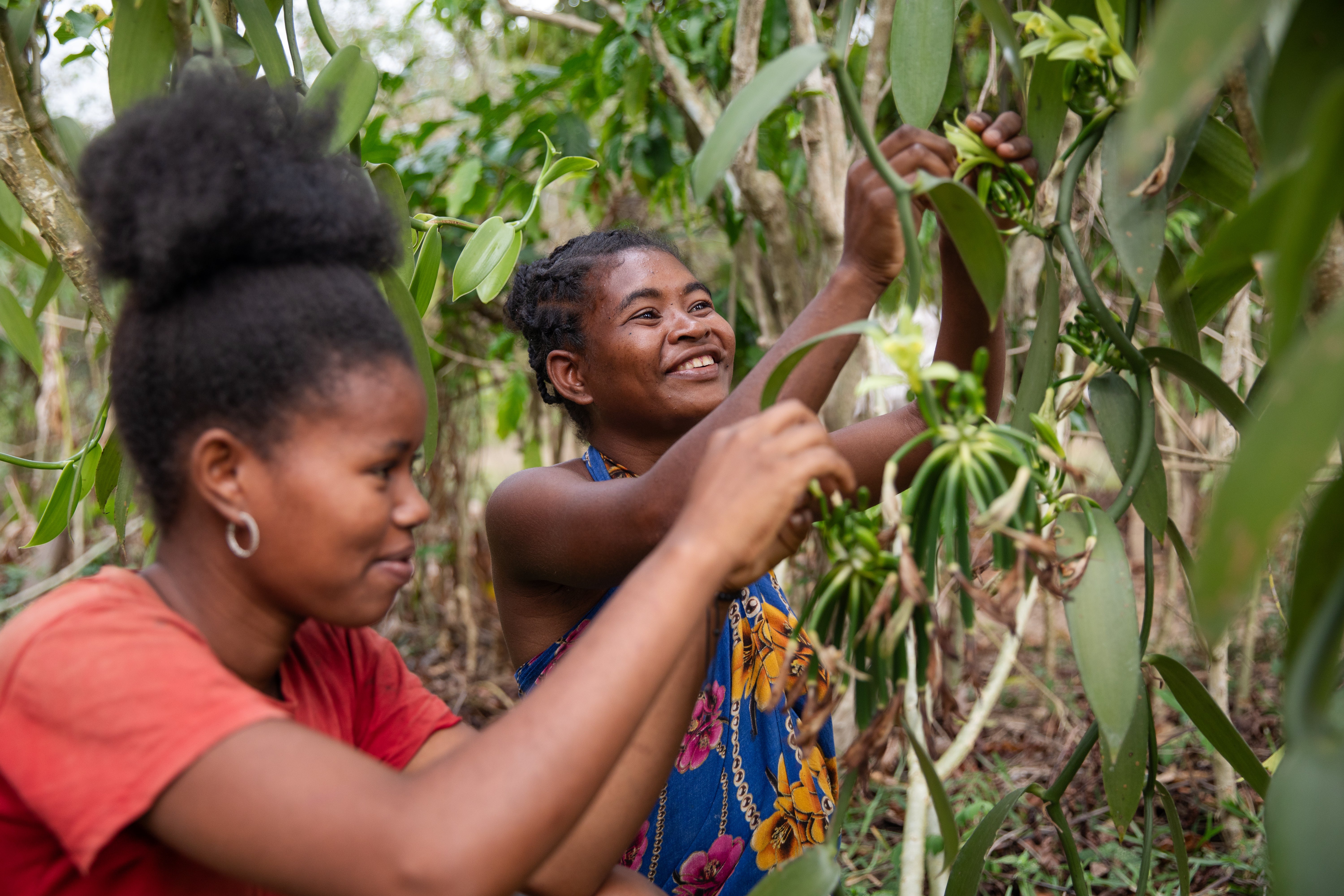 Dricia, 25, and her friend Franca, 23, pollinate vanilla flowers inside a vanilla plantation in Andrahanjo commune
