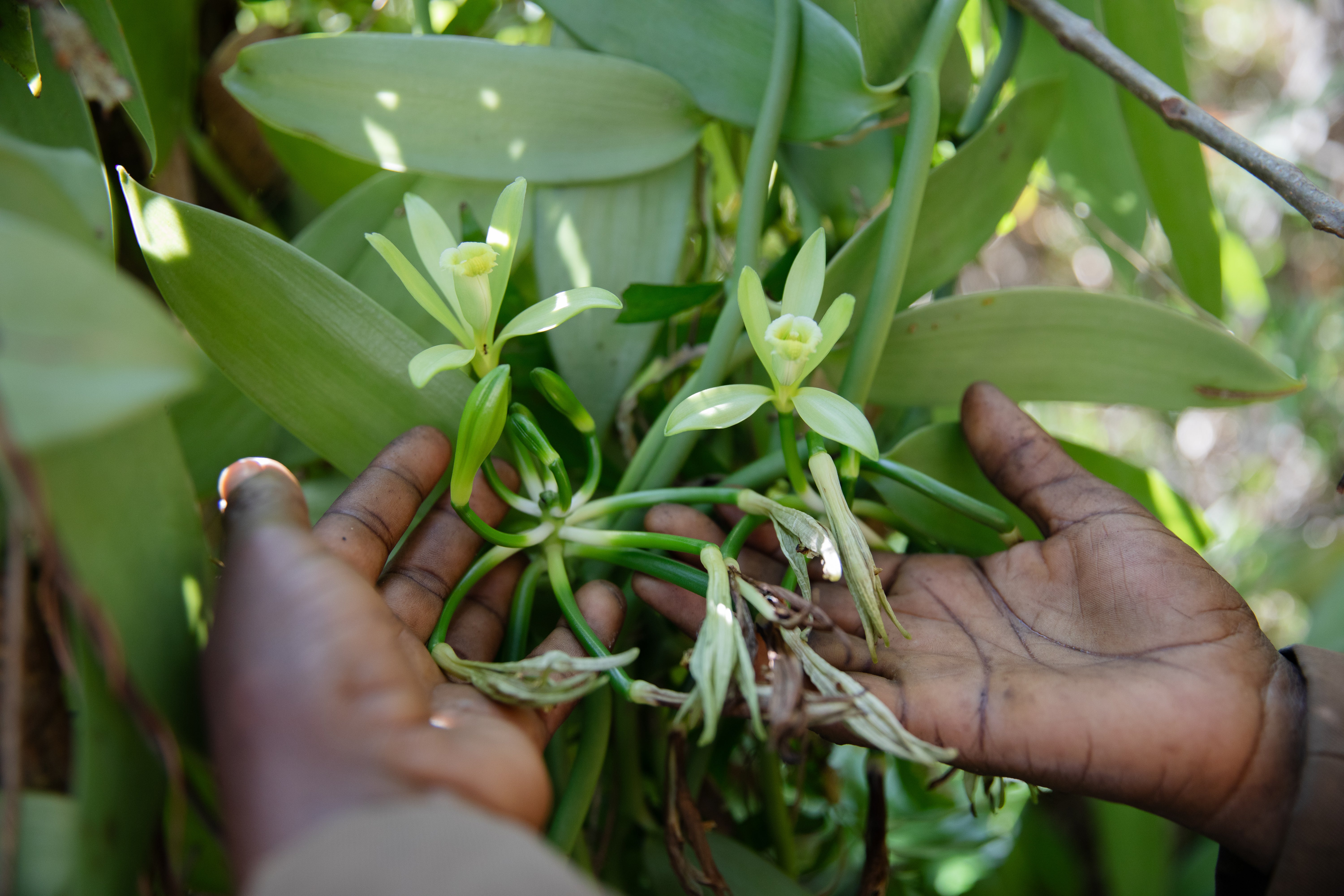 Edlyne, shown here holding vanilla flowers, says that later rains are causing vanilla plants to die