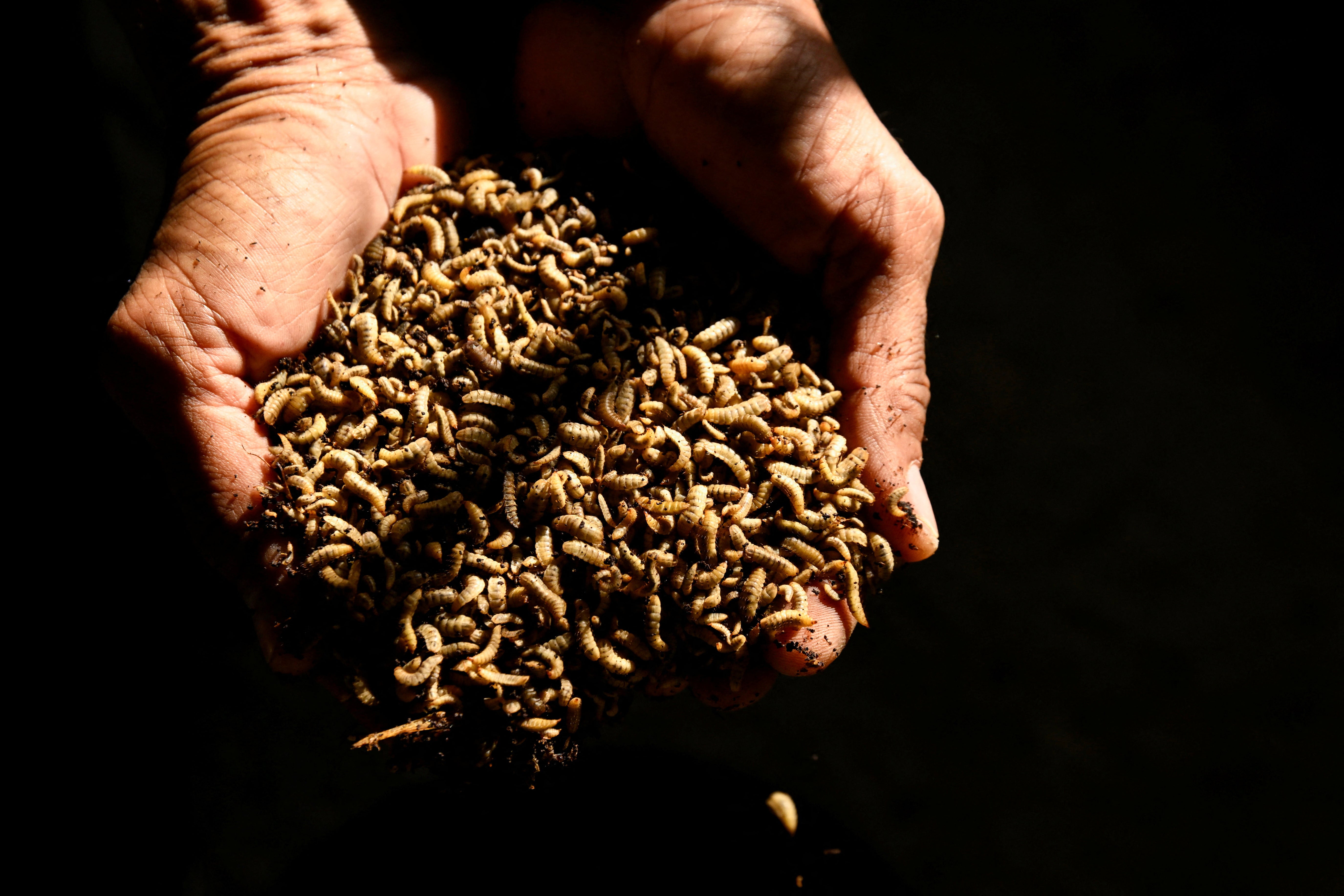 Yodermis Diaz shows the larvae of black soldier flies in his farm's workshop on the outskirts of Havana
