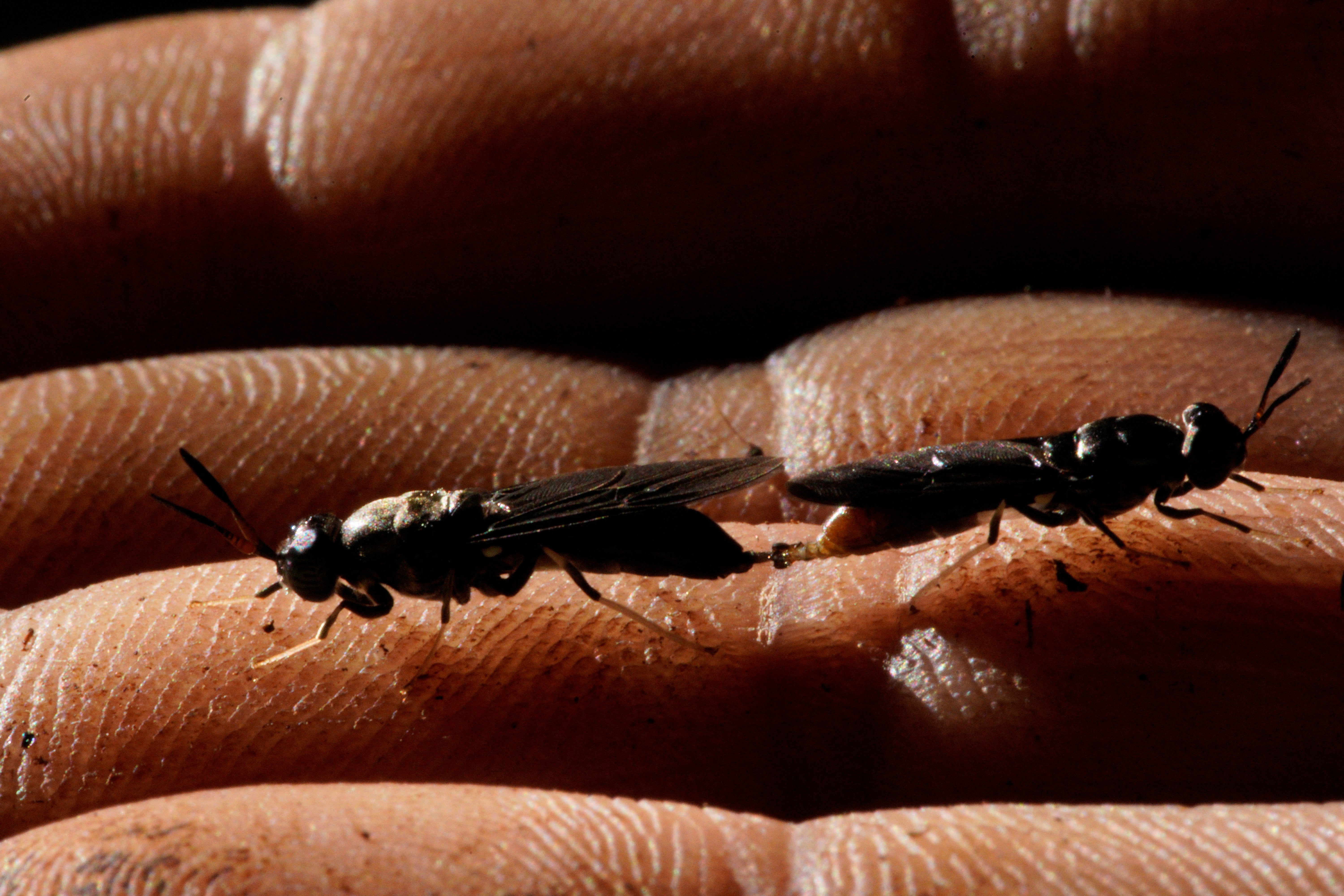 Yodermis Diaz shows two black soldier flies copulating on his hand at his farm's workshop
