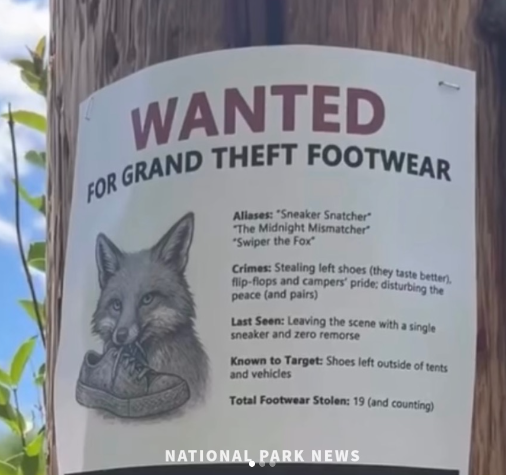 A poster warning visitors at Grand Teton National Park in Wyoming that a shoe-stealing fox has been snatching footwear for weeks