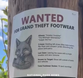 Sly as a... National park rangers blame sneaky fox for theft of 32 pairs of shoes