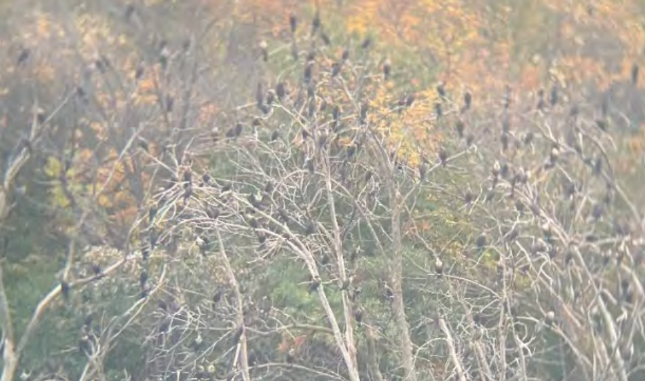 Cormorants in the trees lining Lake Augusta in Mendota Heights, Minnesota. Residents are frustrated with the high volume of bird droppings that are polluting the waters