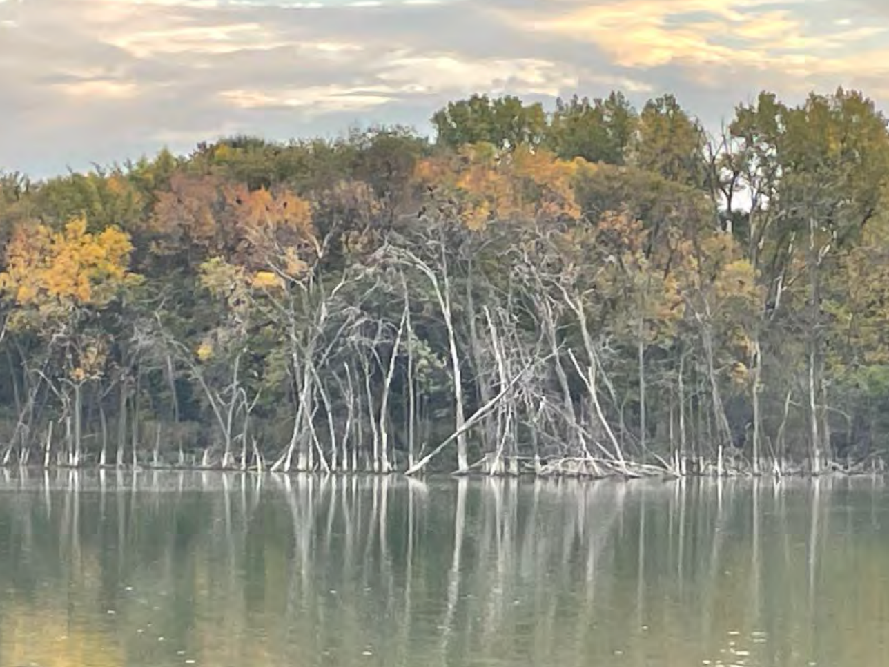 Dead trees lining Lake Augusta are popular nesting spots for the birds. Town officials have suggested that cutting down the trees may help solve the pollution problem being caused by the birds’ excrement