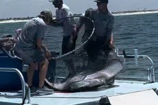 Footage of manta ray being captured in Florida raises animal welfare concerns