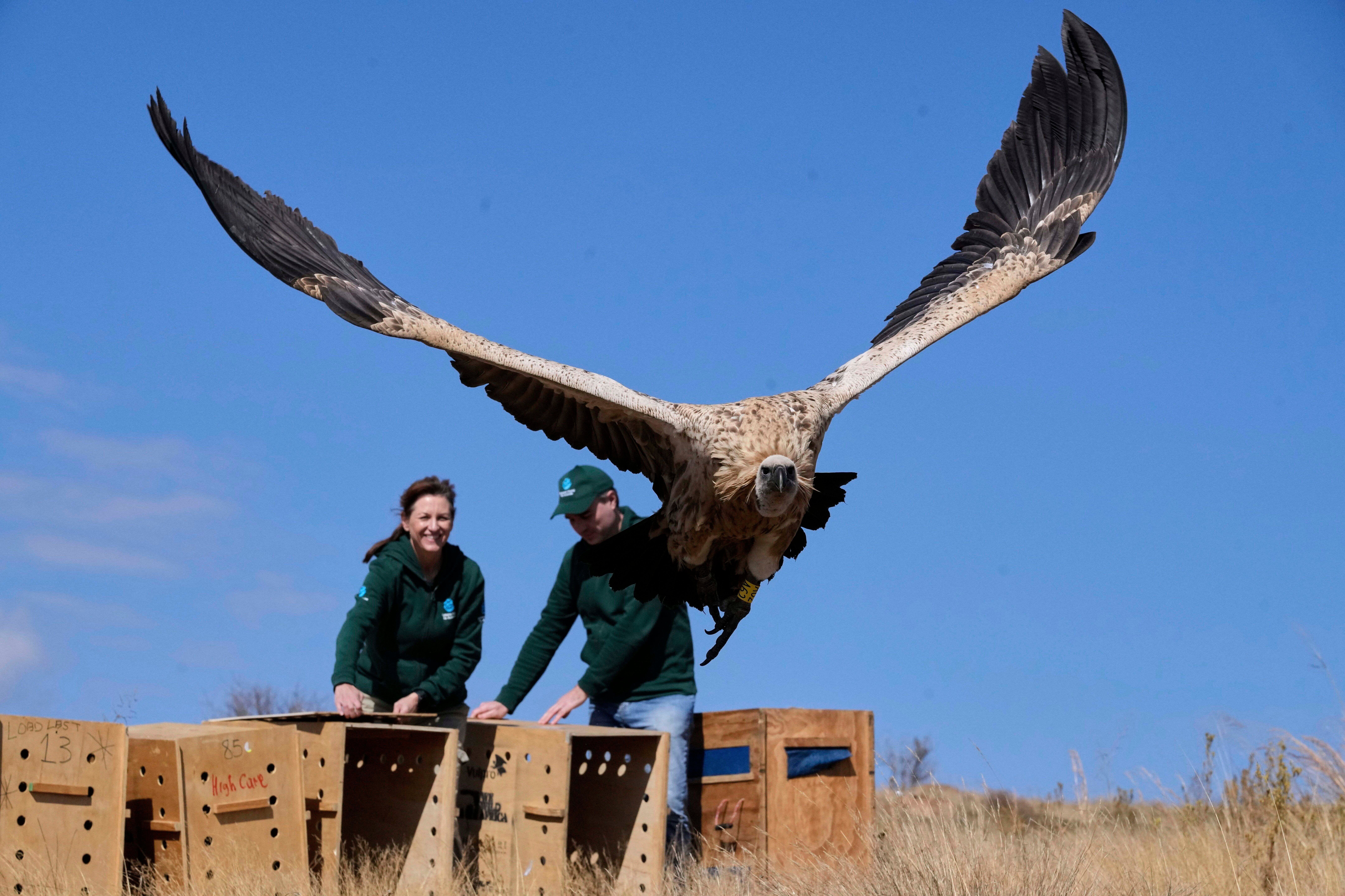South Africa Vulture Release
