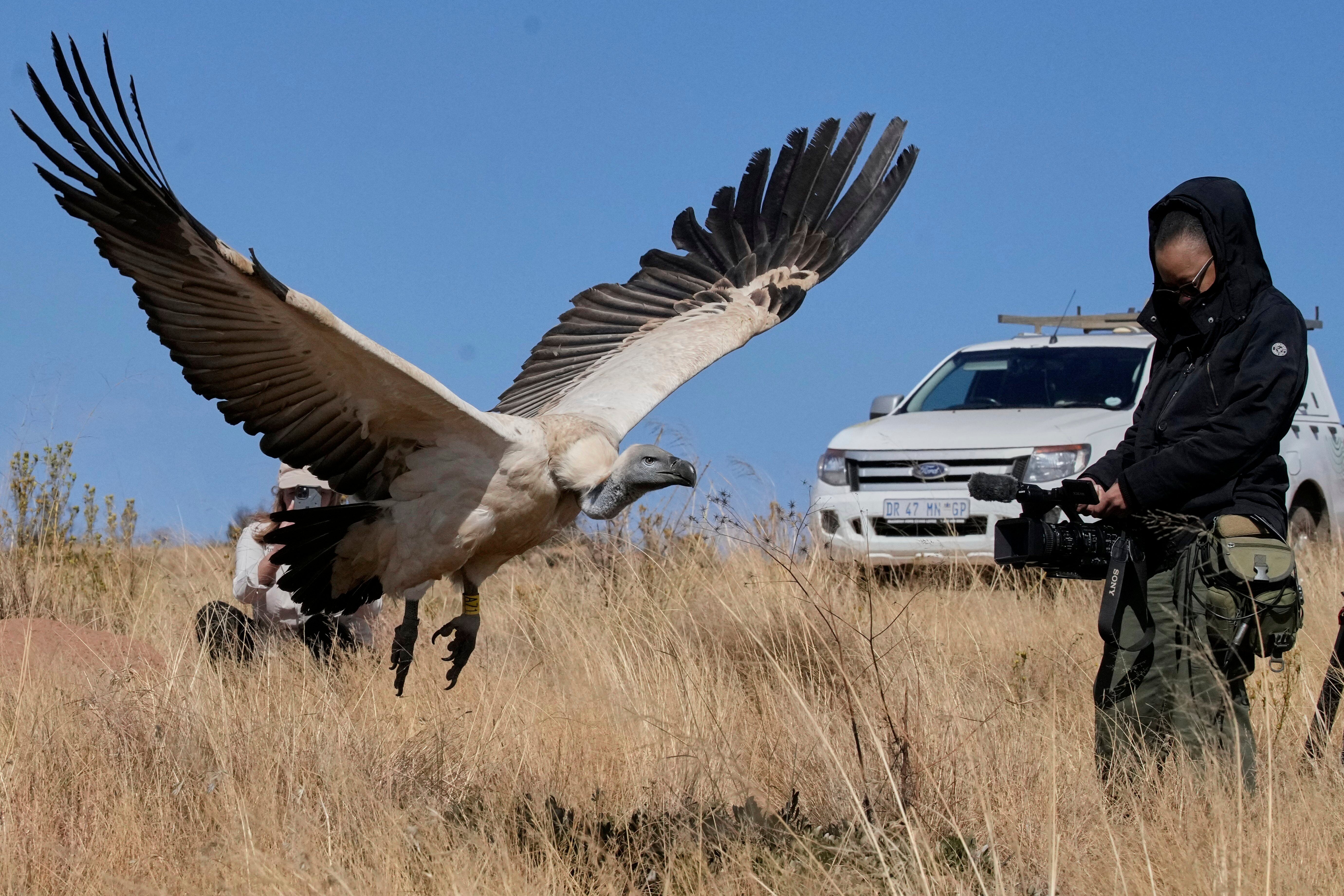 South Africa Vulture Release