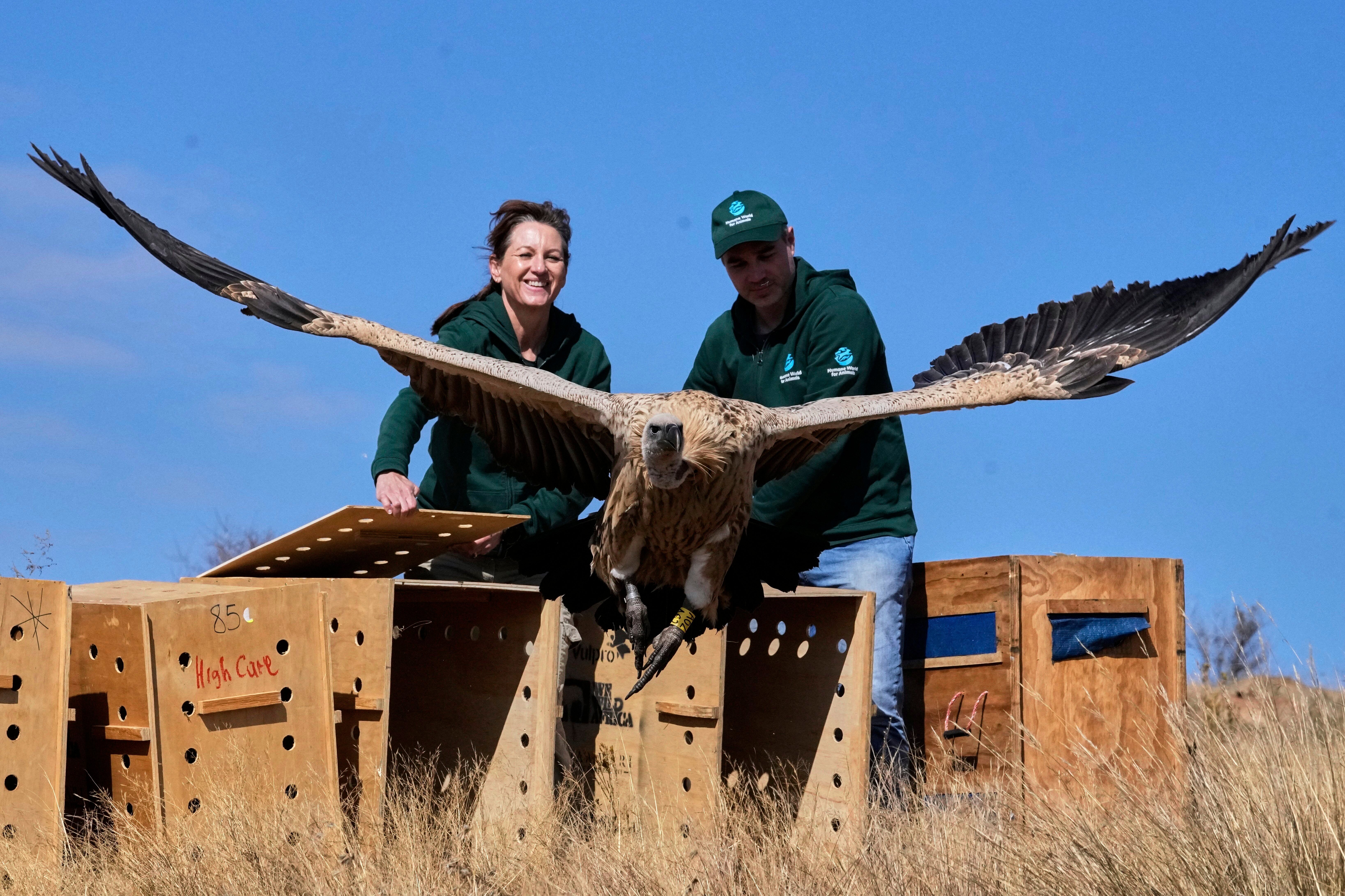 South Africa Vulture Release