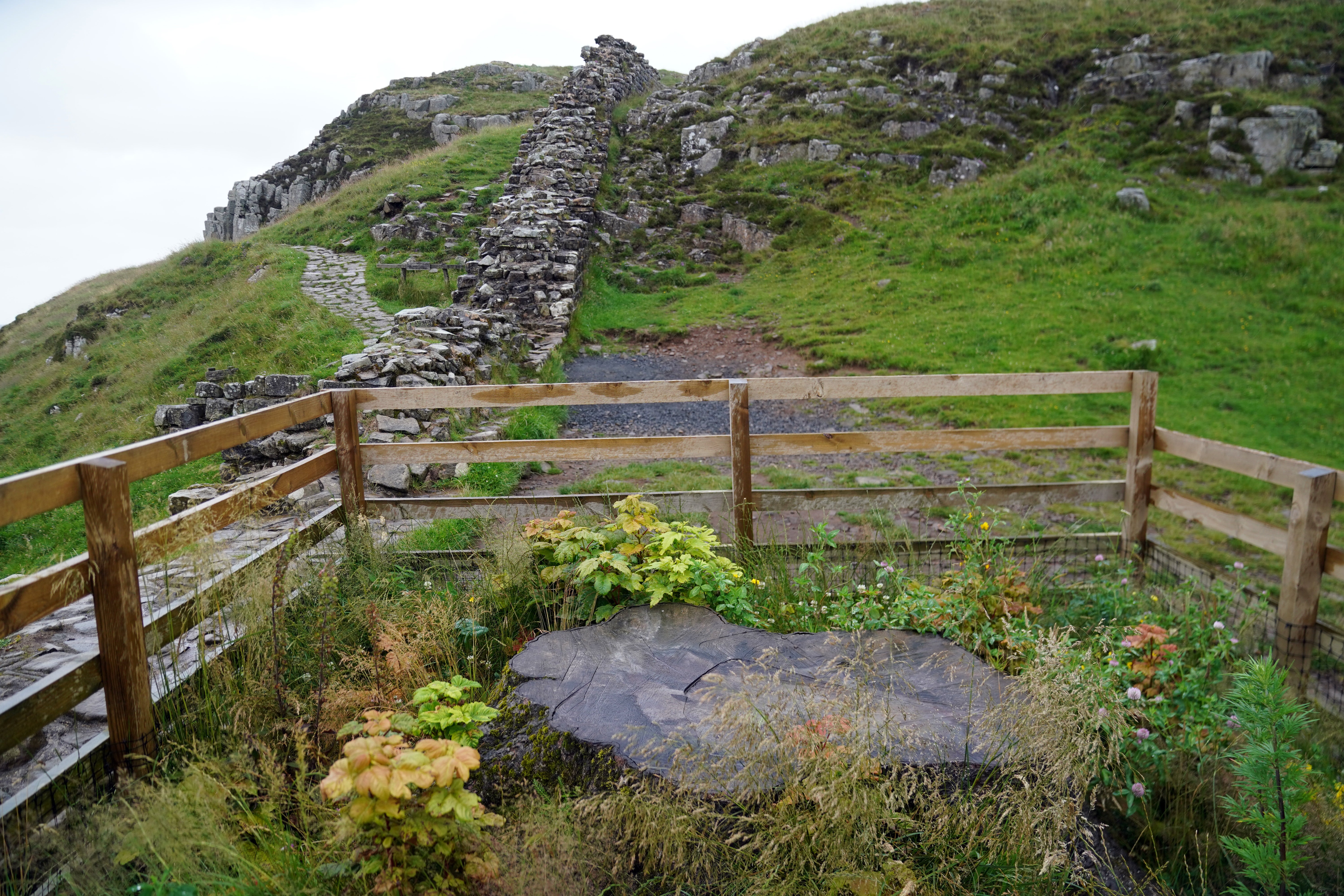 The Sycamore Gap tree stump remains in Northumberland