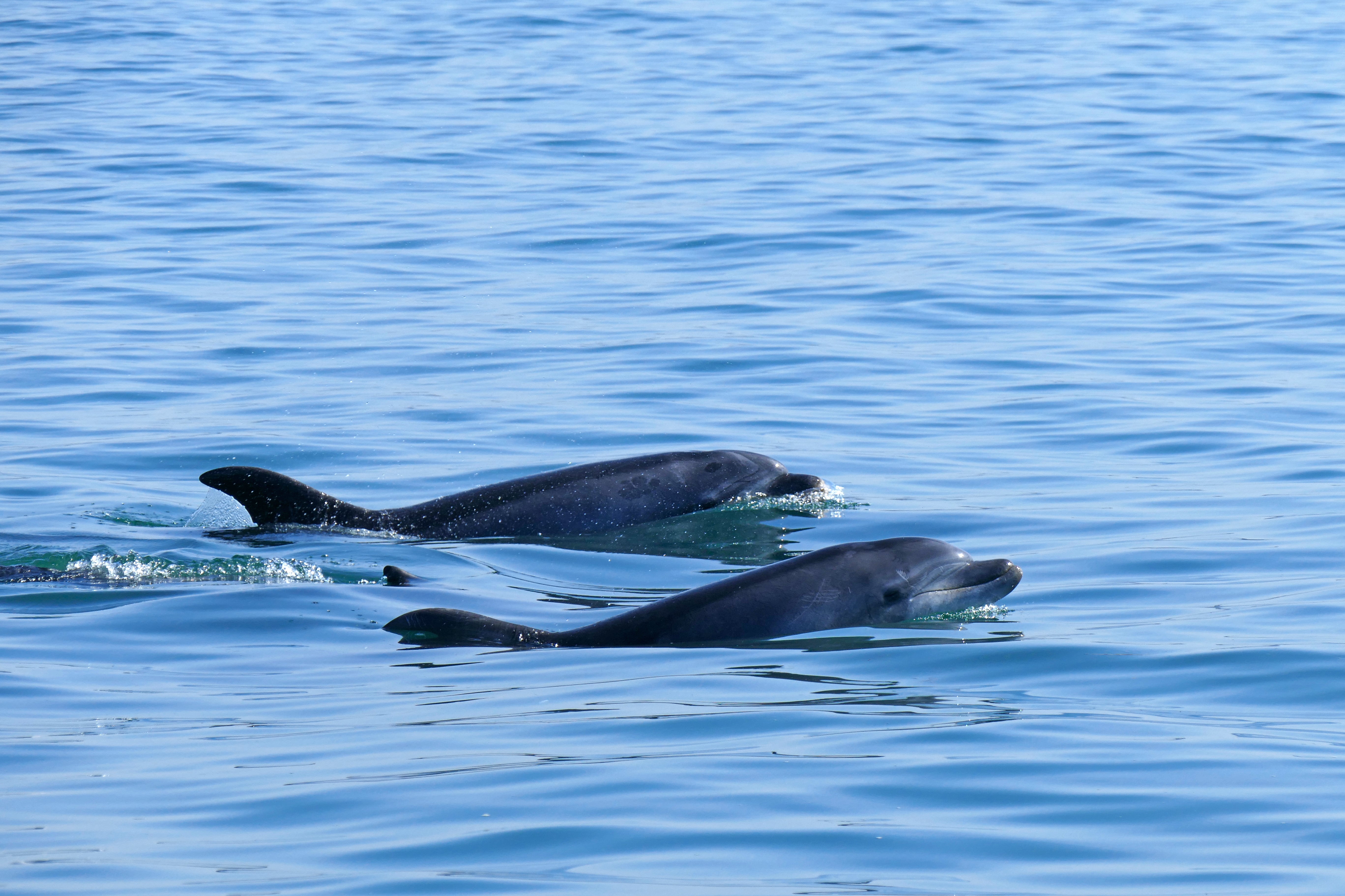 Dolphins can sometimes be seen along the coast of Arrábida Natural Park