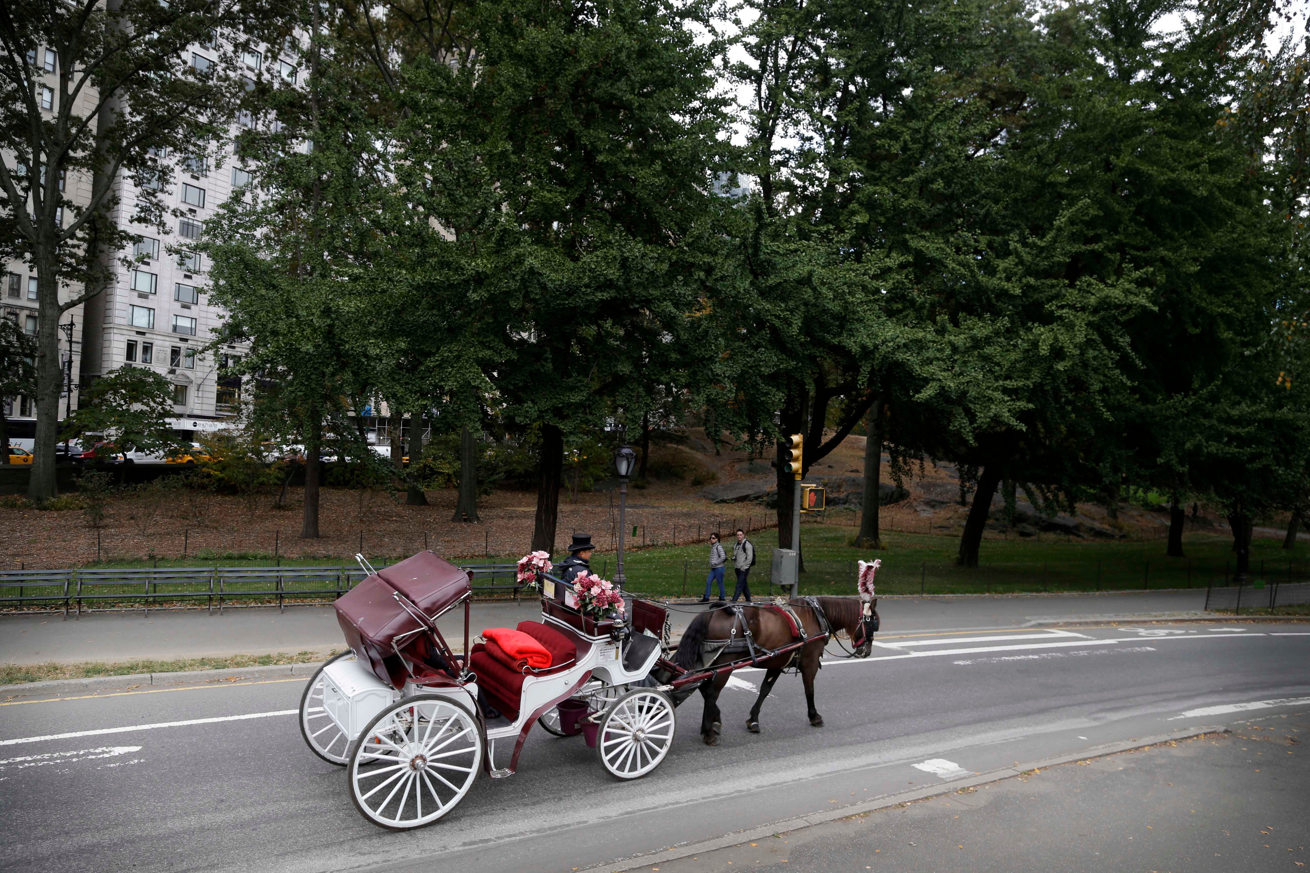 Carriage Horse Driver Trial
