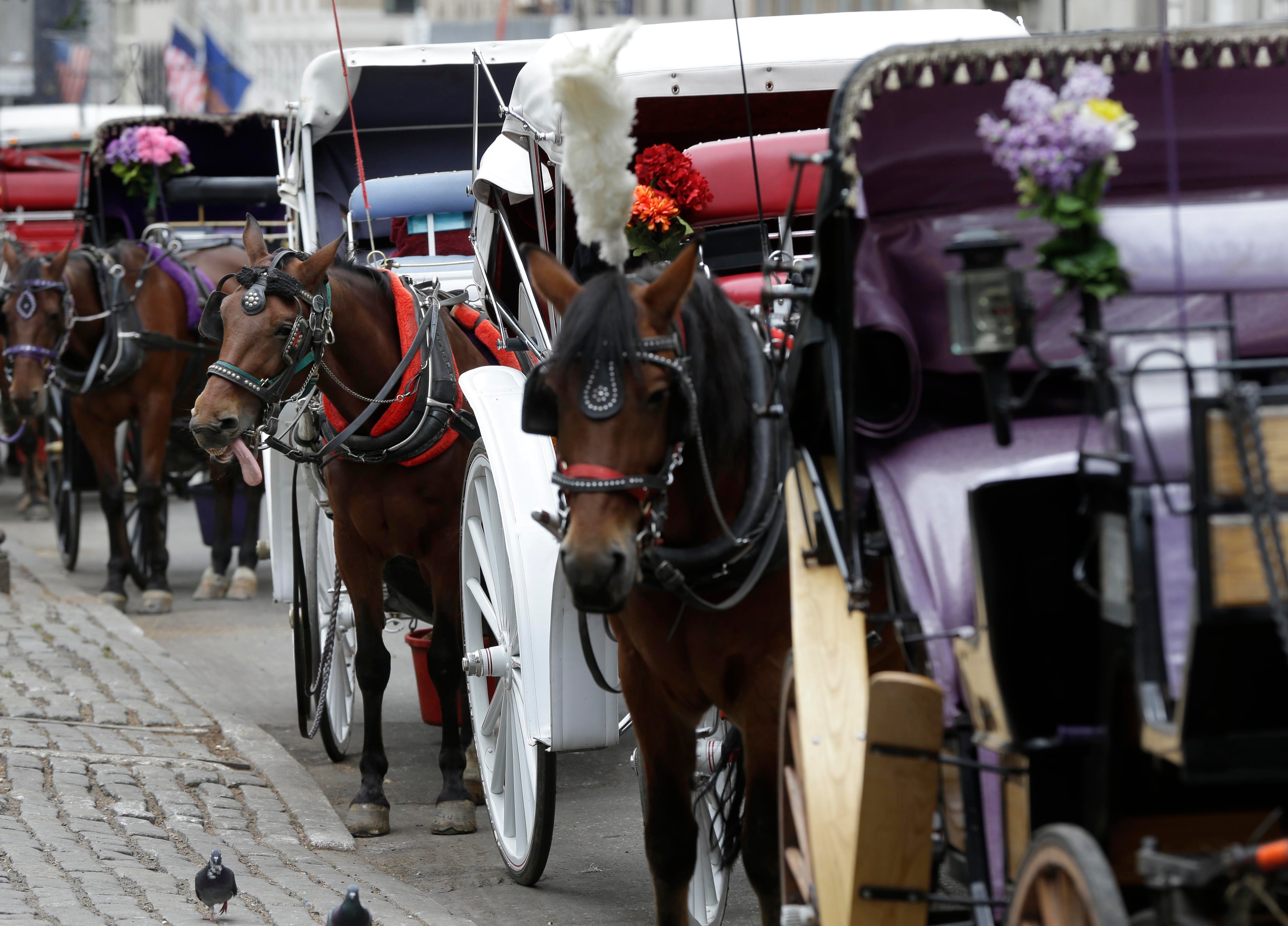 Carriage Horse Driver Trial