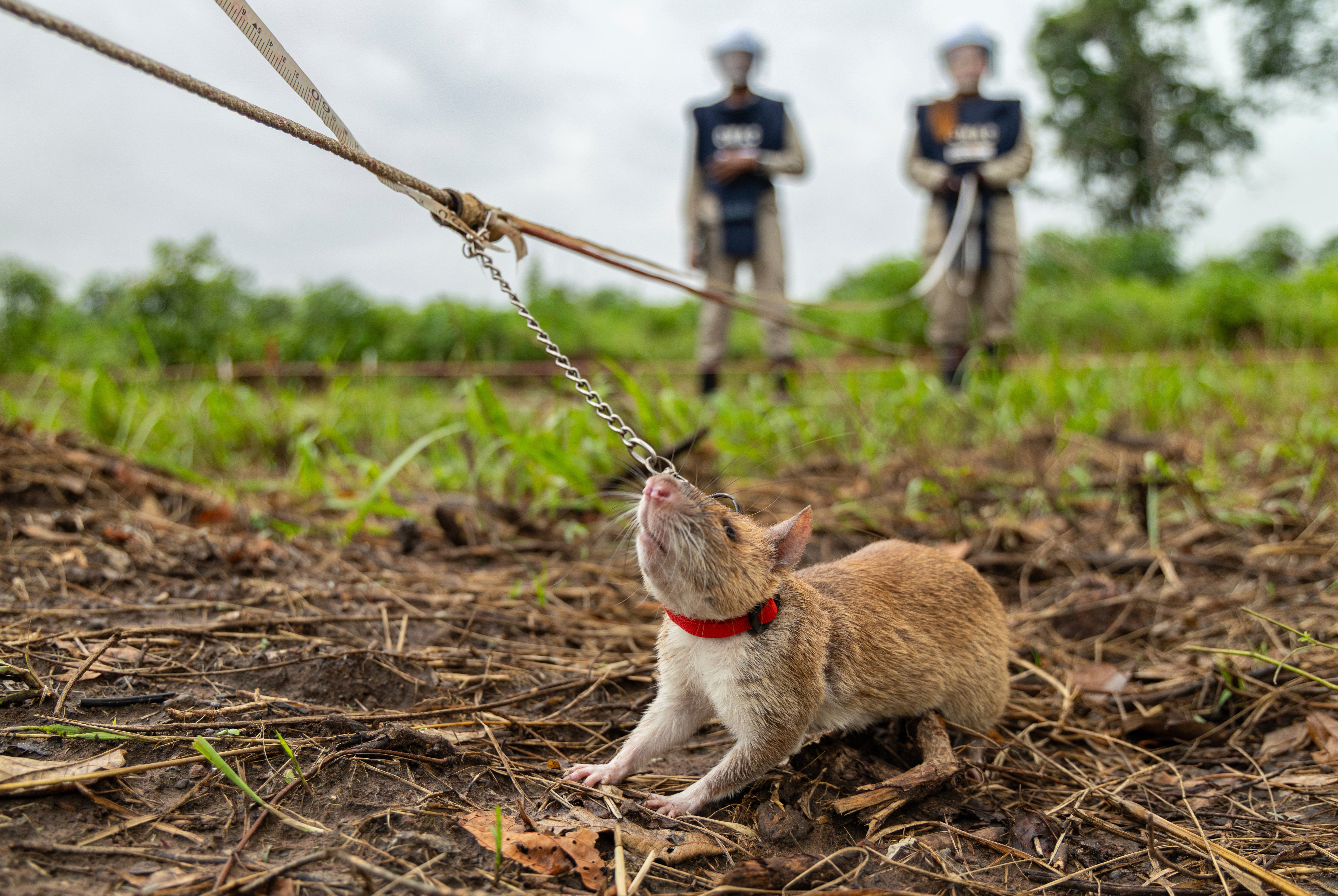 The rats are trainable and friendly, handlers say