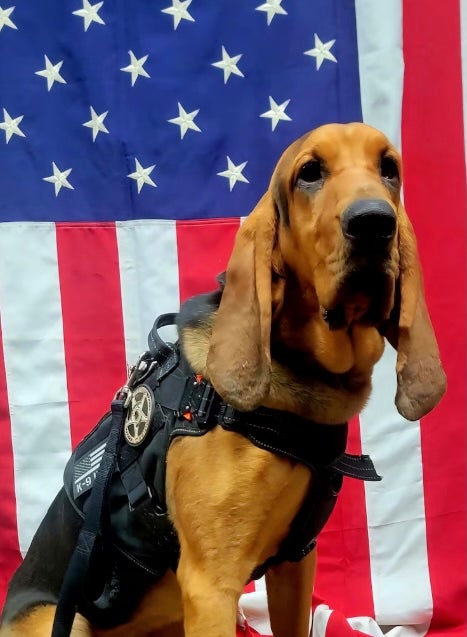 A Georgia sheriff’s deputy has been fired after a beloved police dog died in a hot patrol car