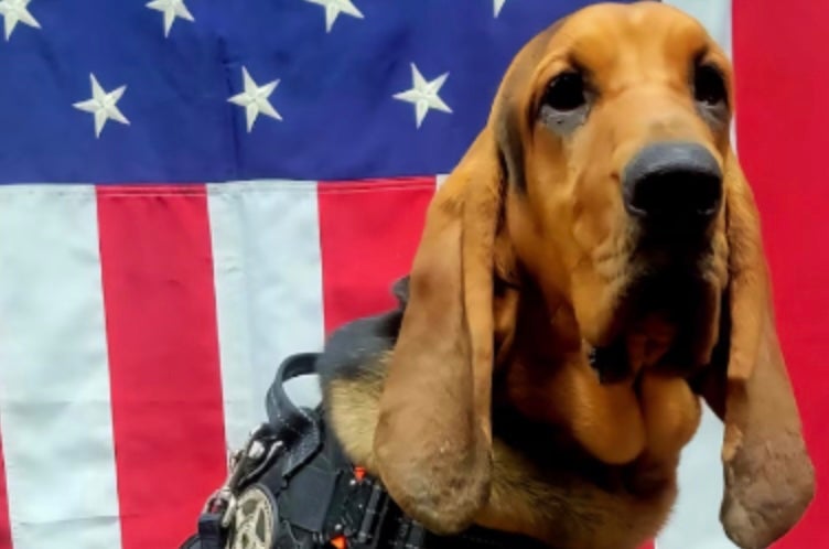 Deputy fired after police dog dies in hot patrol car