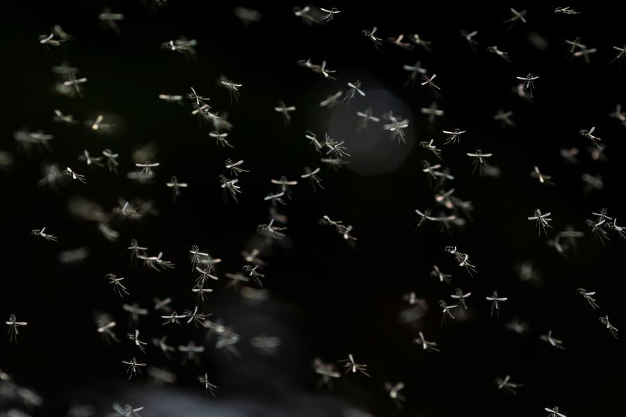 The gnat infestation in Kentucky is disturbing daily life for residents who are barely able to cook, sip their coffee, or use the restroom without being surrounded by the insects.