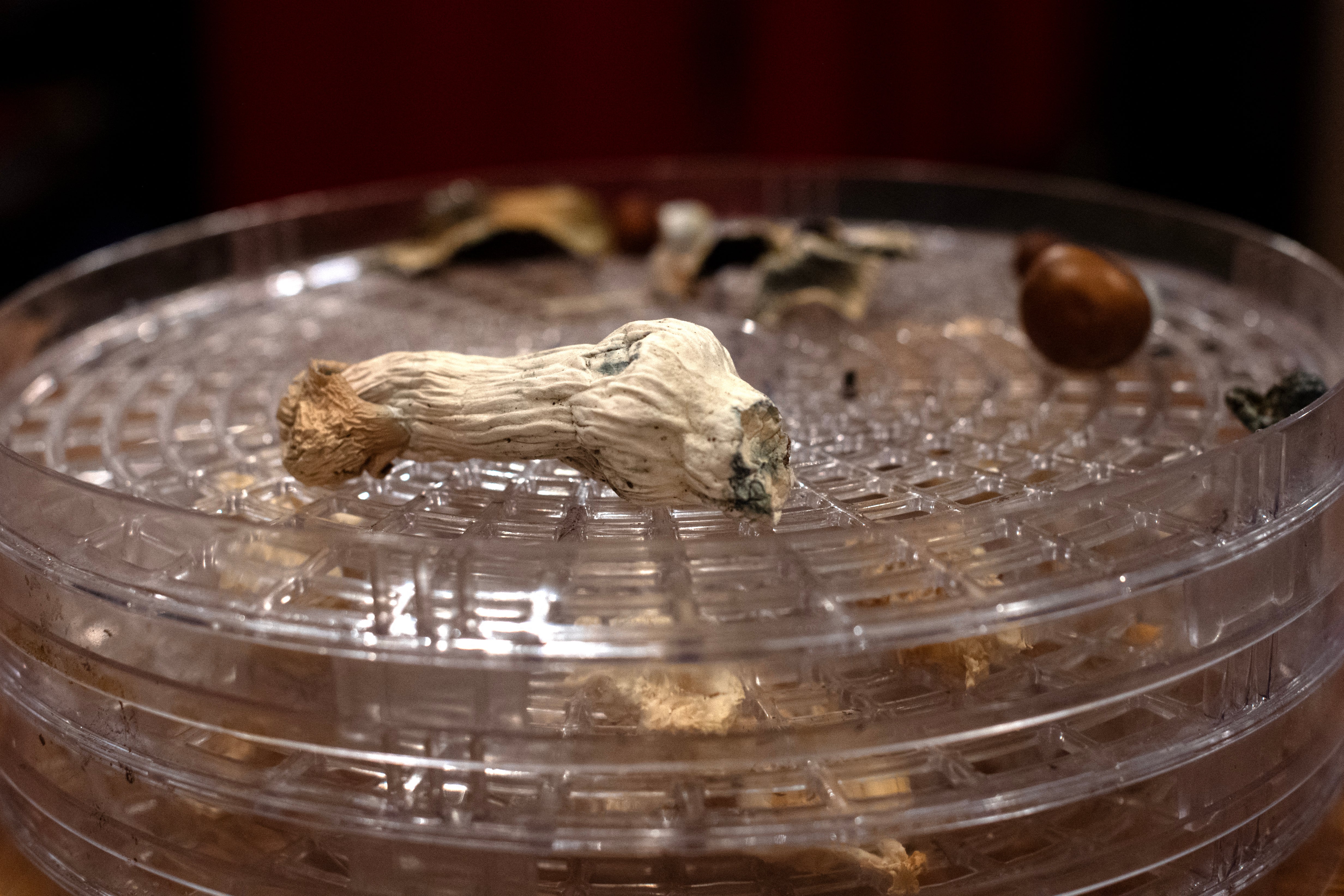 The study suggests psilocybin may be a powerful anti-aging agent and even saw some older mice regrow darker hair