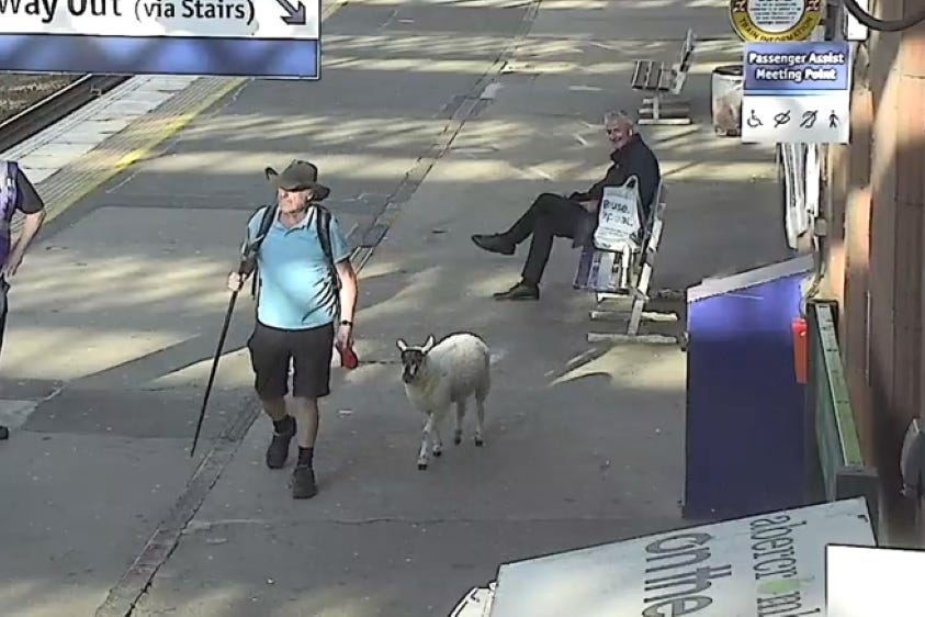 The sheep was spotted at Paisley Gilmour Street station (ScotRail/PA)