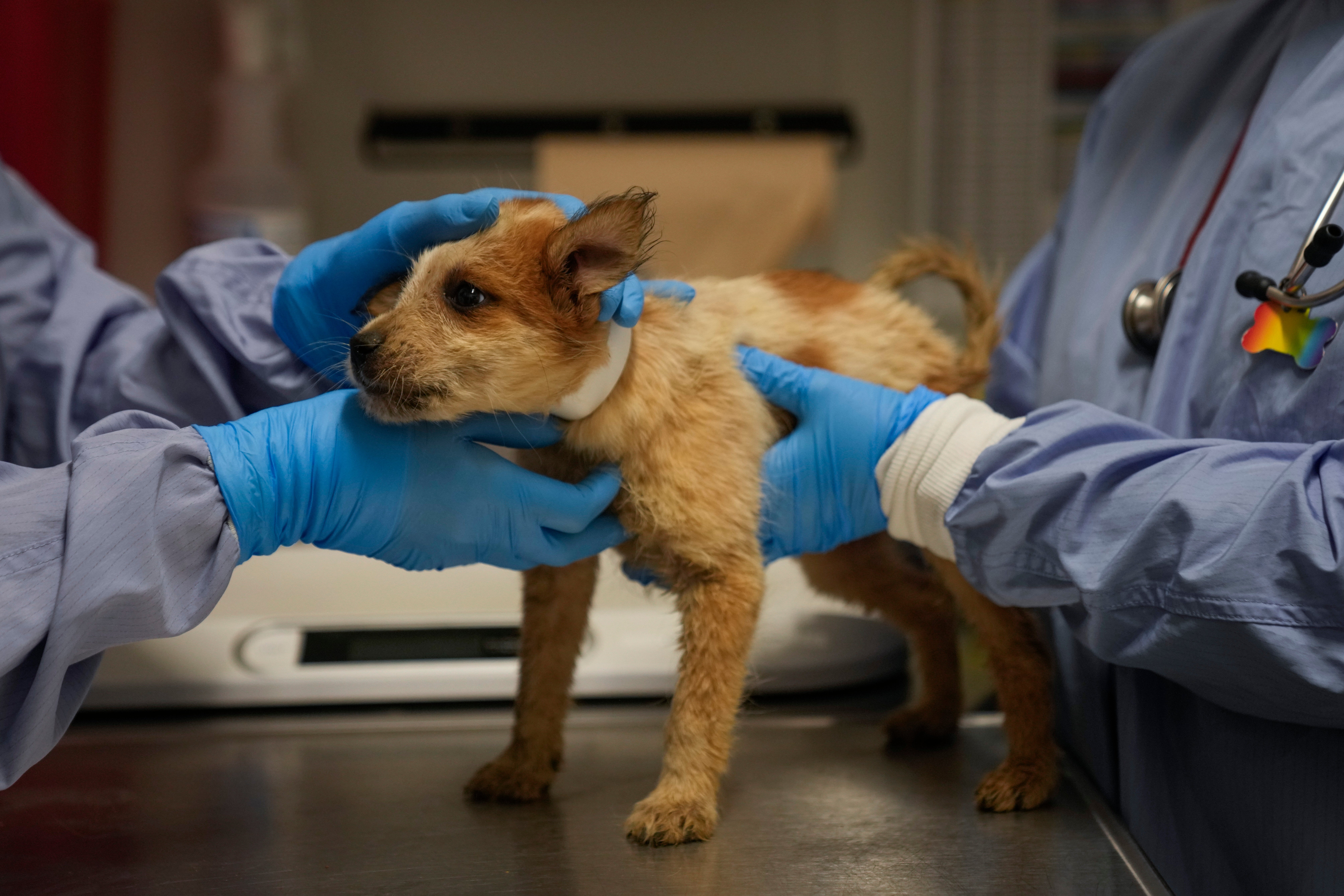 Texas Floods Pet Shelters