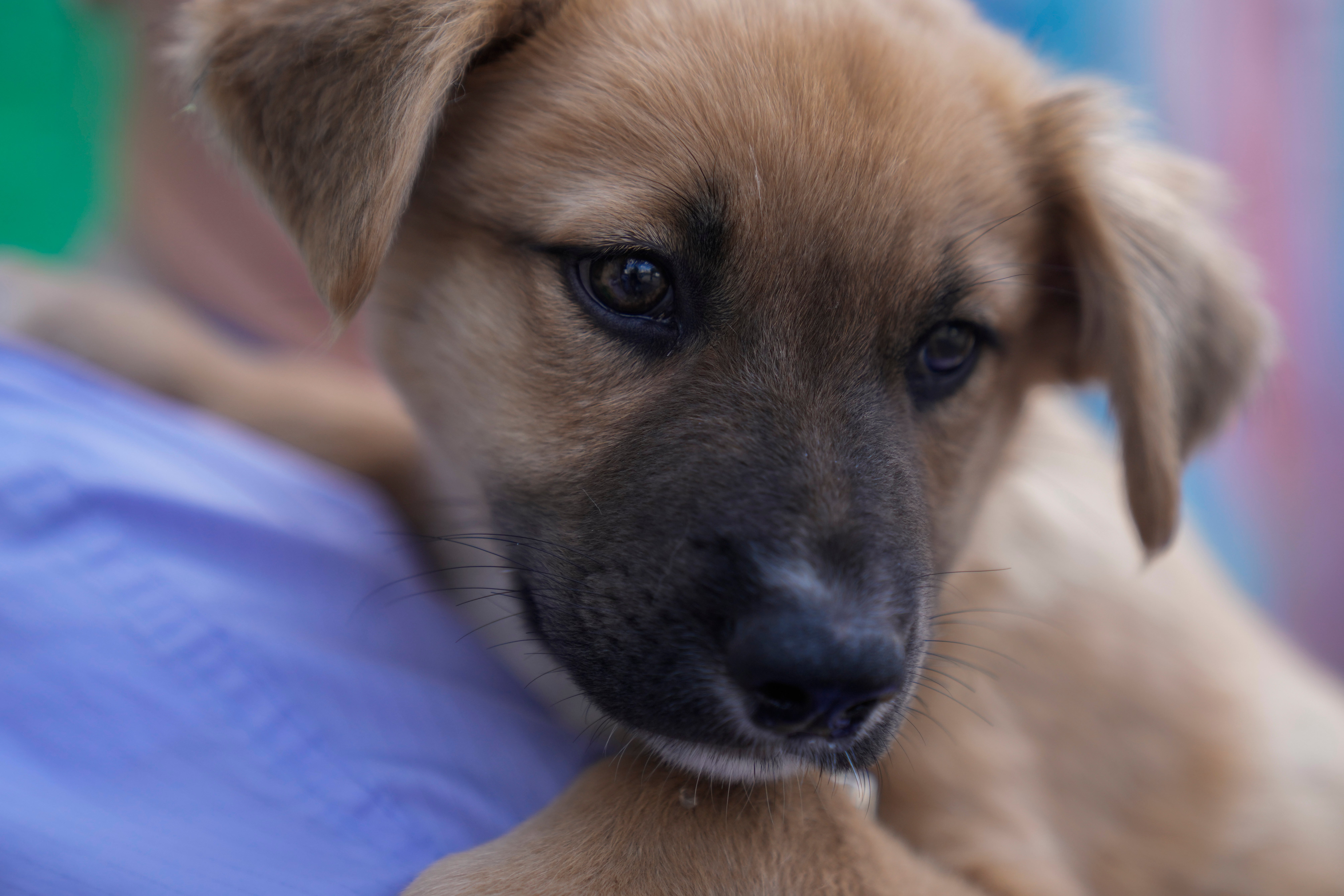 Texas Floods Pet Shelters