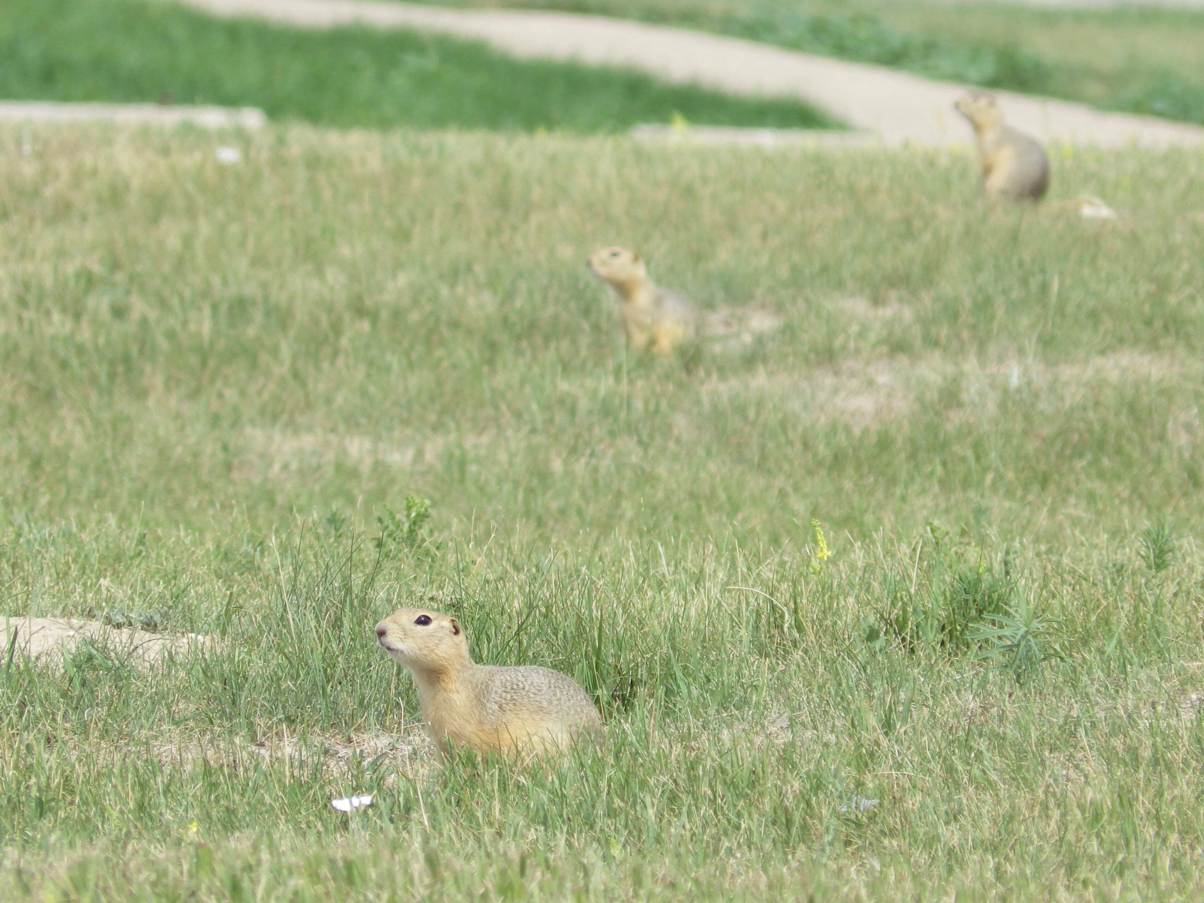 An American city is becoming overrun by ground squirrels. Residents are fighting back