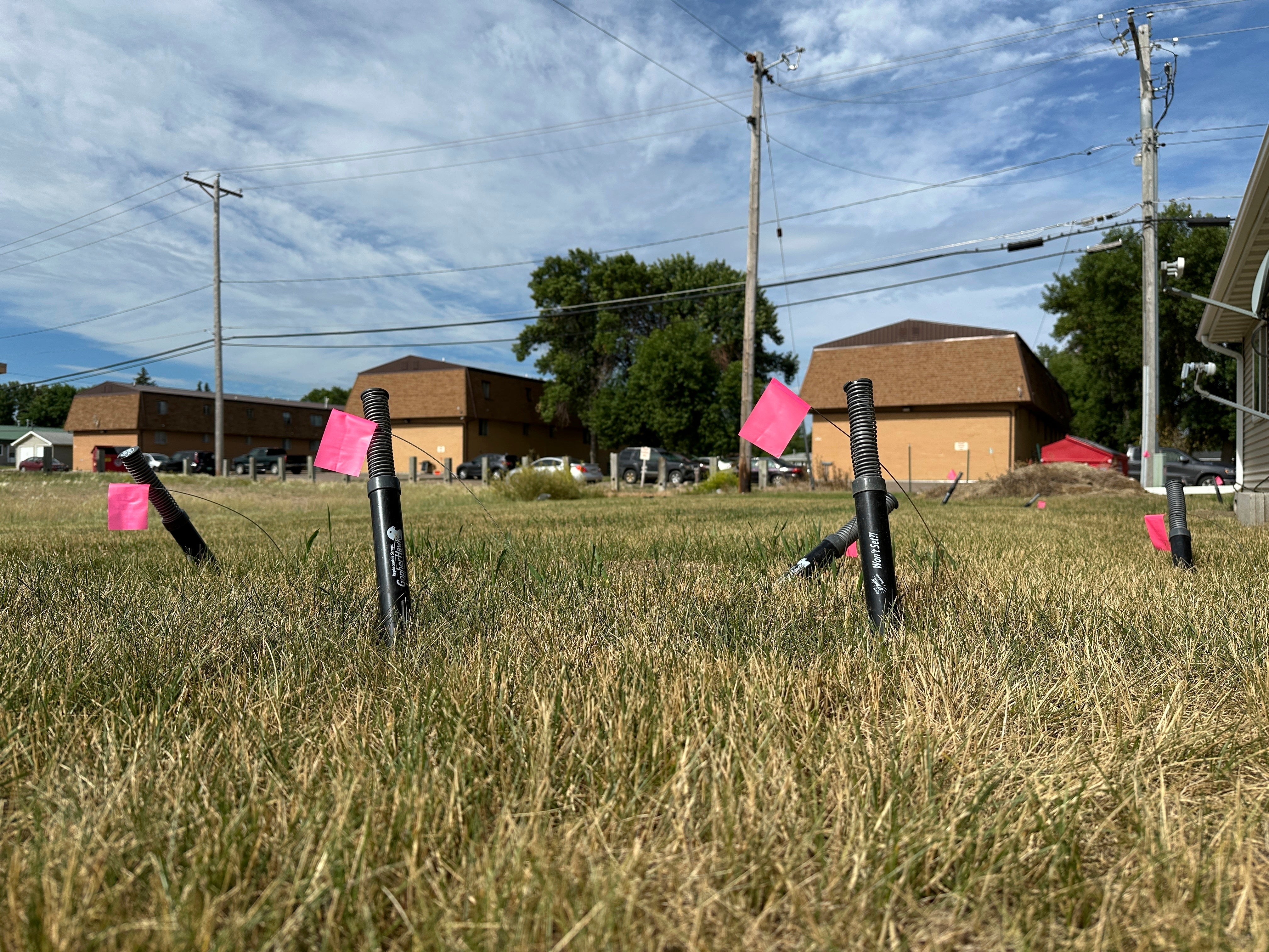 Snare traps set for Richardson's ground squirrels poke up from the ground
