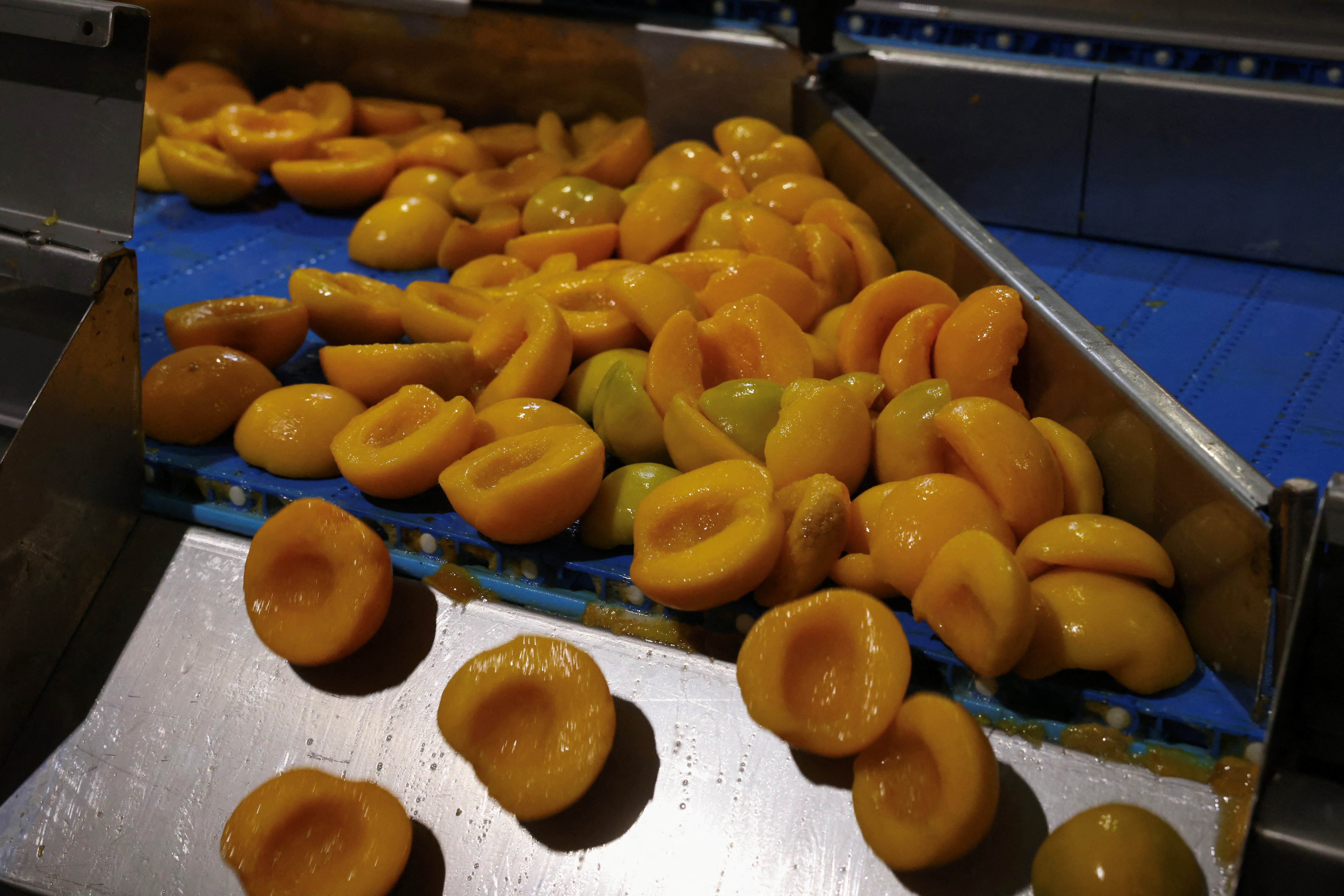 Chopped peaches are seen on the production line of a fruit factory producing canned peaches, in Ano Zervochori, near Naoussa, Greece, July 15, 2025. REUTERS/Alexandros Avramidis