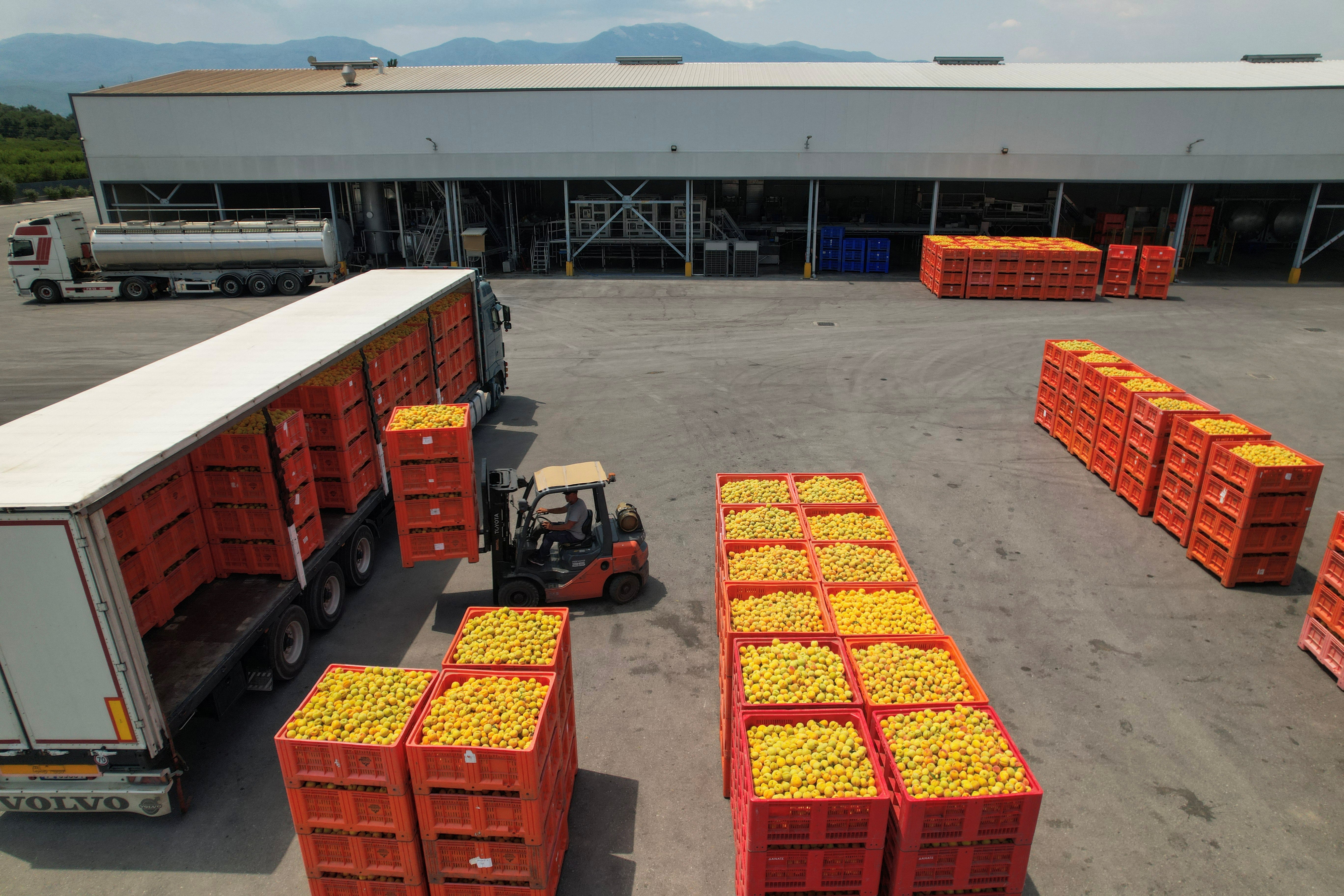 A forklift unloads crates of peaches outside a fruit factory, in Ano Zervochori, near Naoussa, Greece, July 15, 2025. REUTERS/Alexandros Avramidis