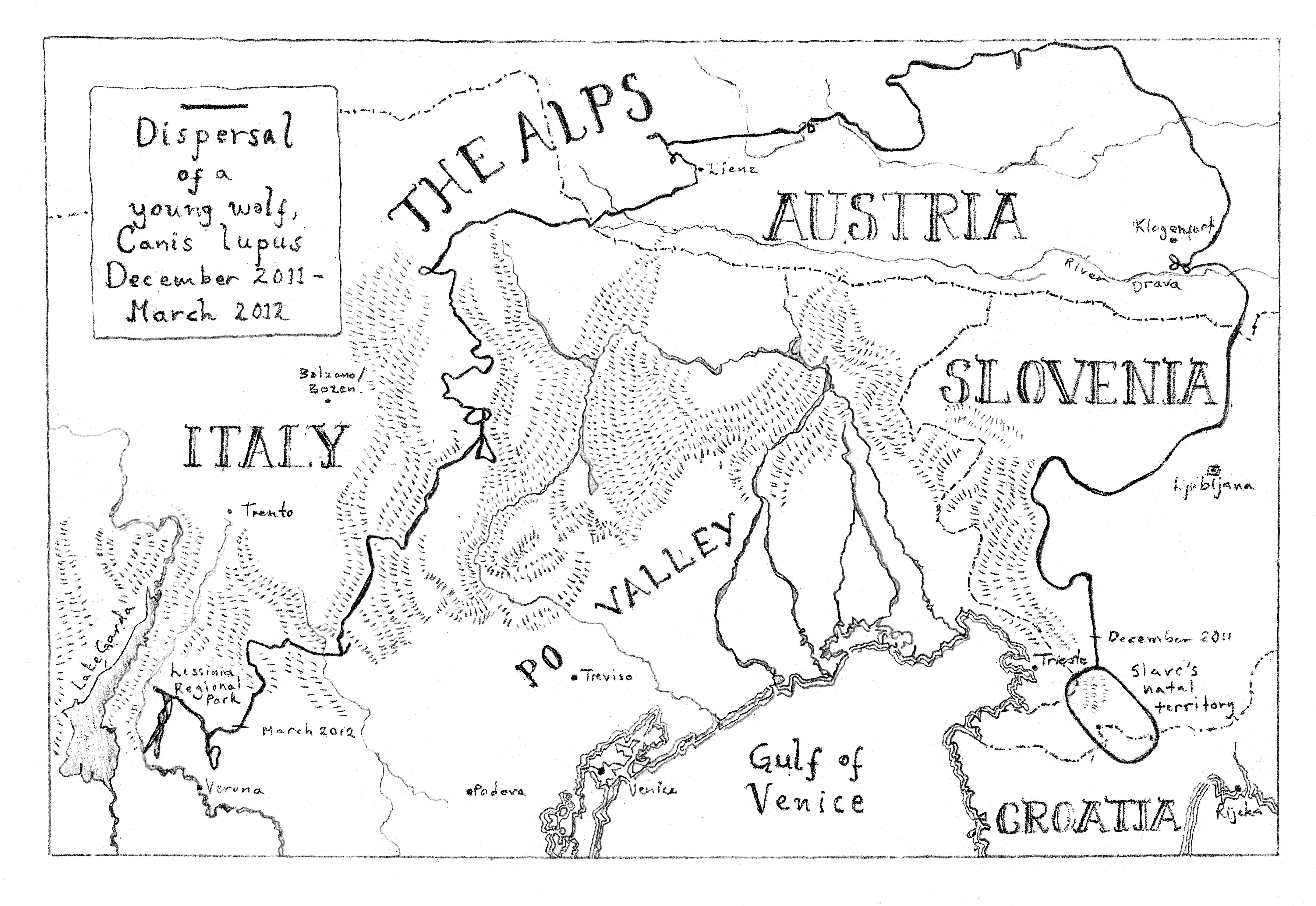 The journey that Slavc the wolf took, which Adam retraced
