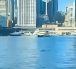 Humpback whale in Sydney Harbour treats commuters to a surprise