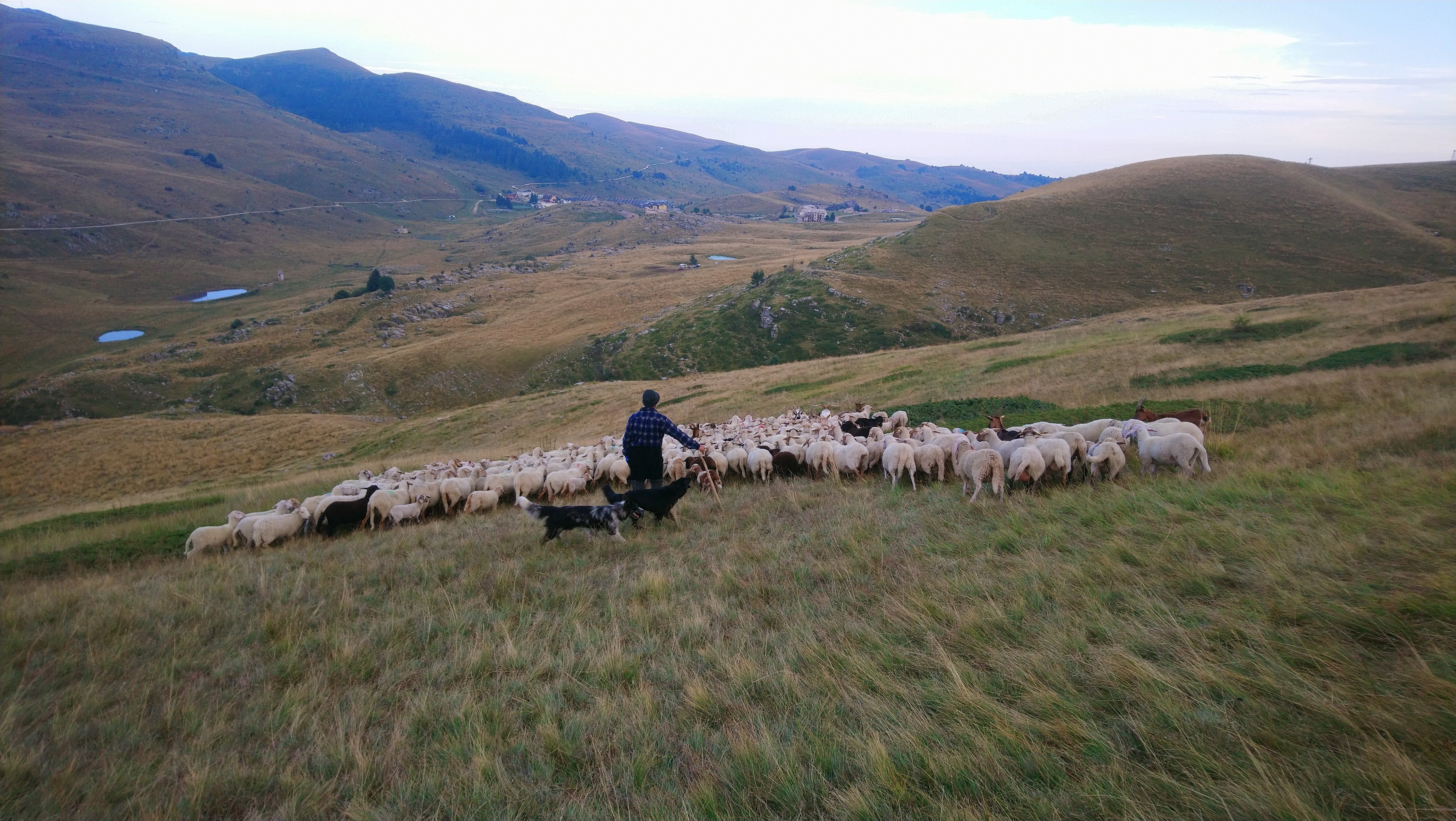 A shepherd on Adam’s journey in Italy