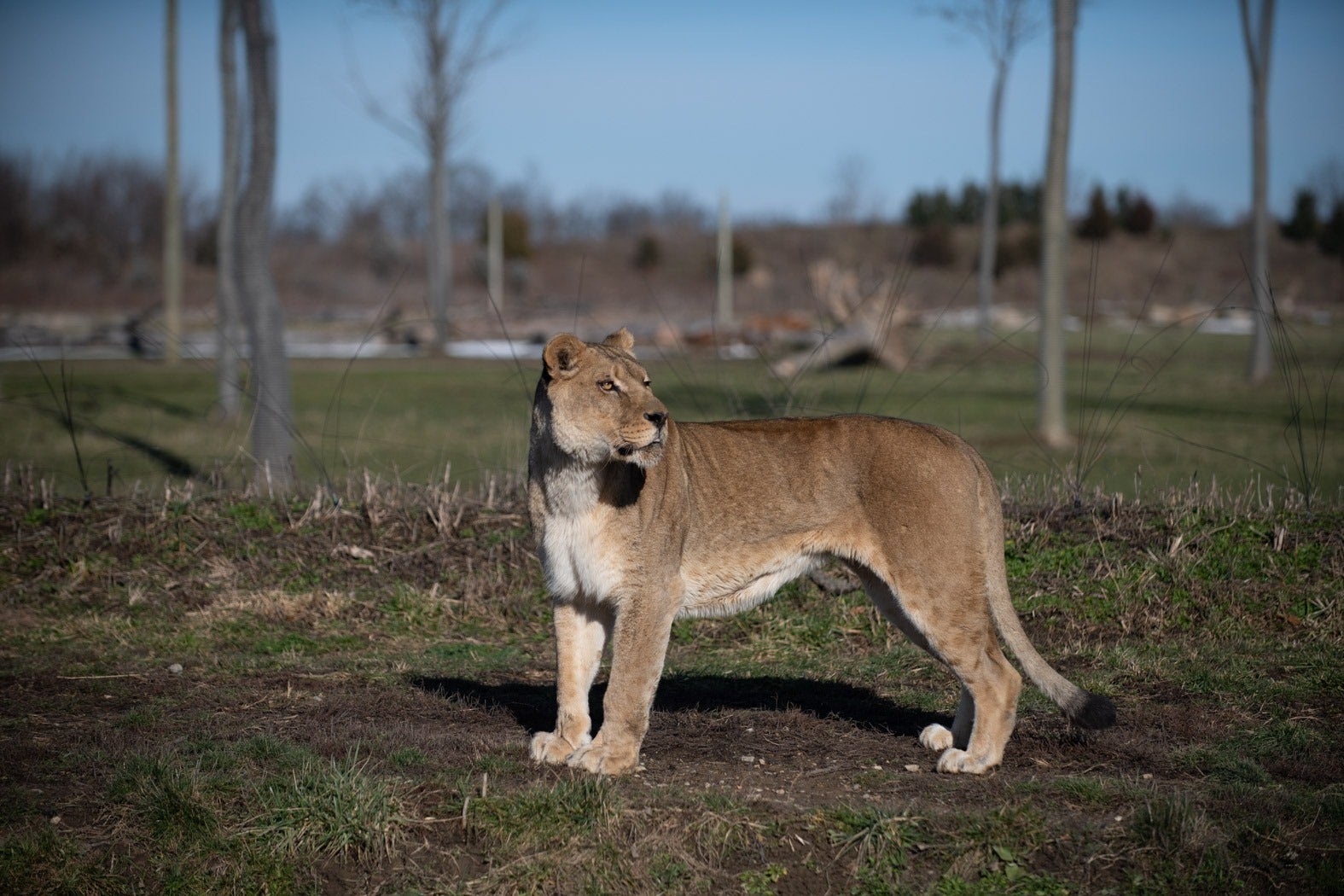 A lioness, Asali (pictured), at the Columbus Zoo in Ohio was killed by a male lion after the animals found a way to break a panel door between their enclosures