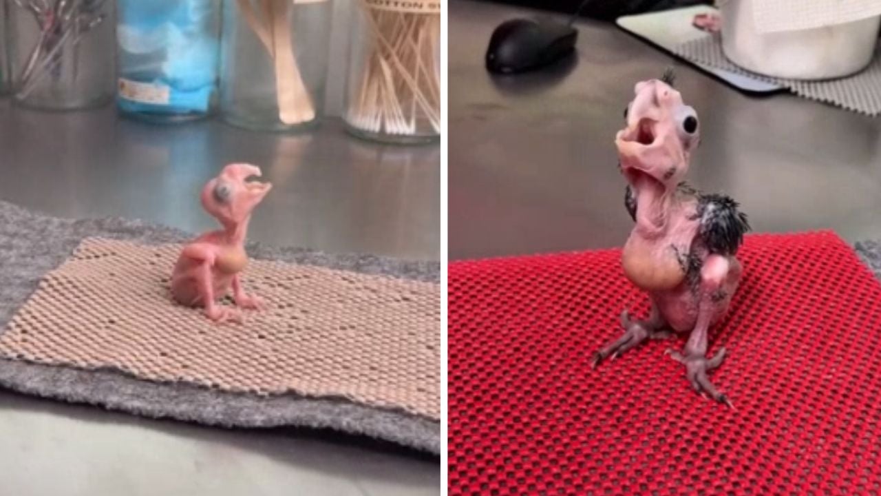 “Any heavy metal bands looking for a vocalist?”: Hear baby cockatoos find their voice