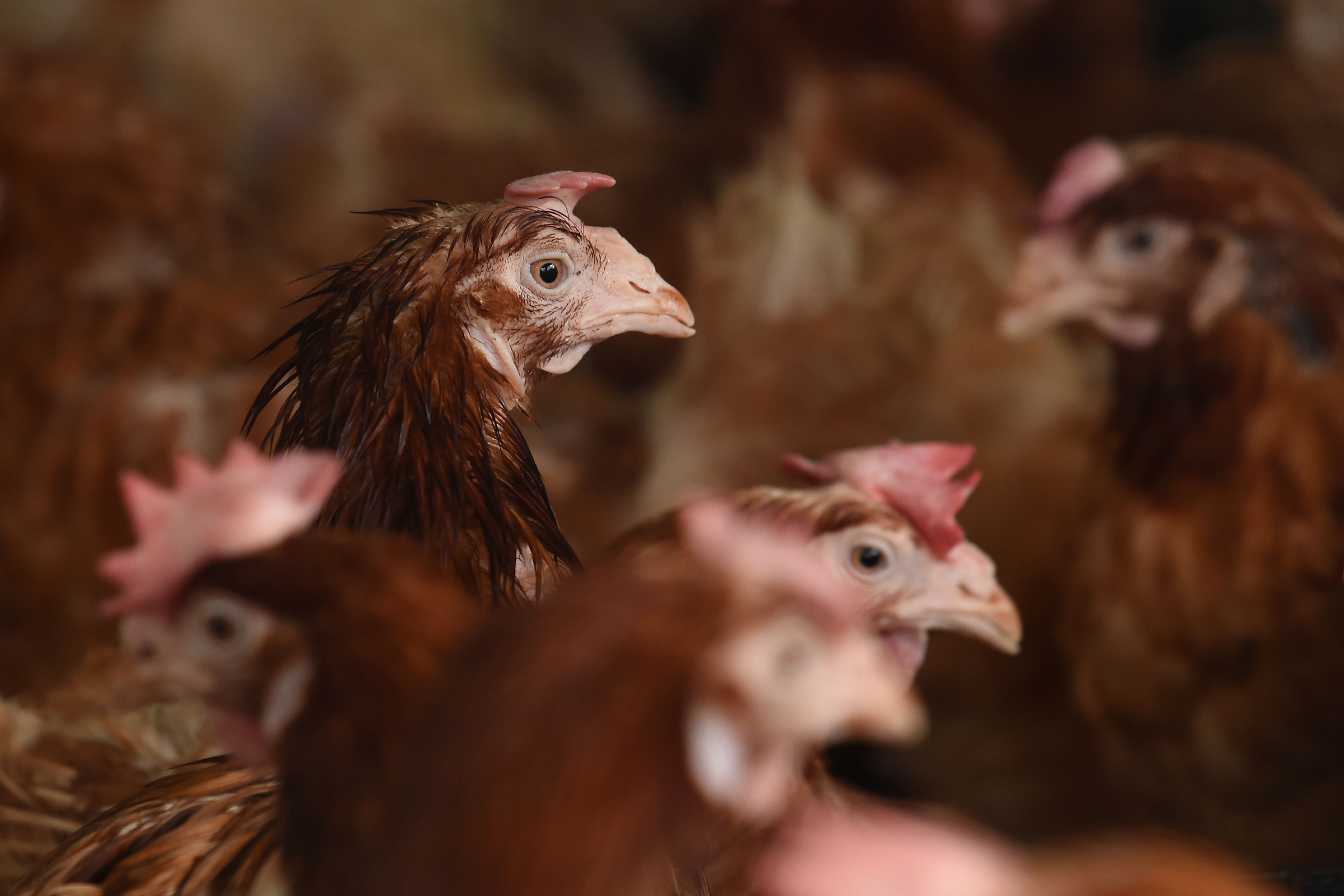 Some 71,000 chickens will be culled due to an outbreak of bird flu
