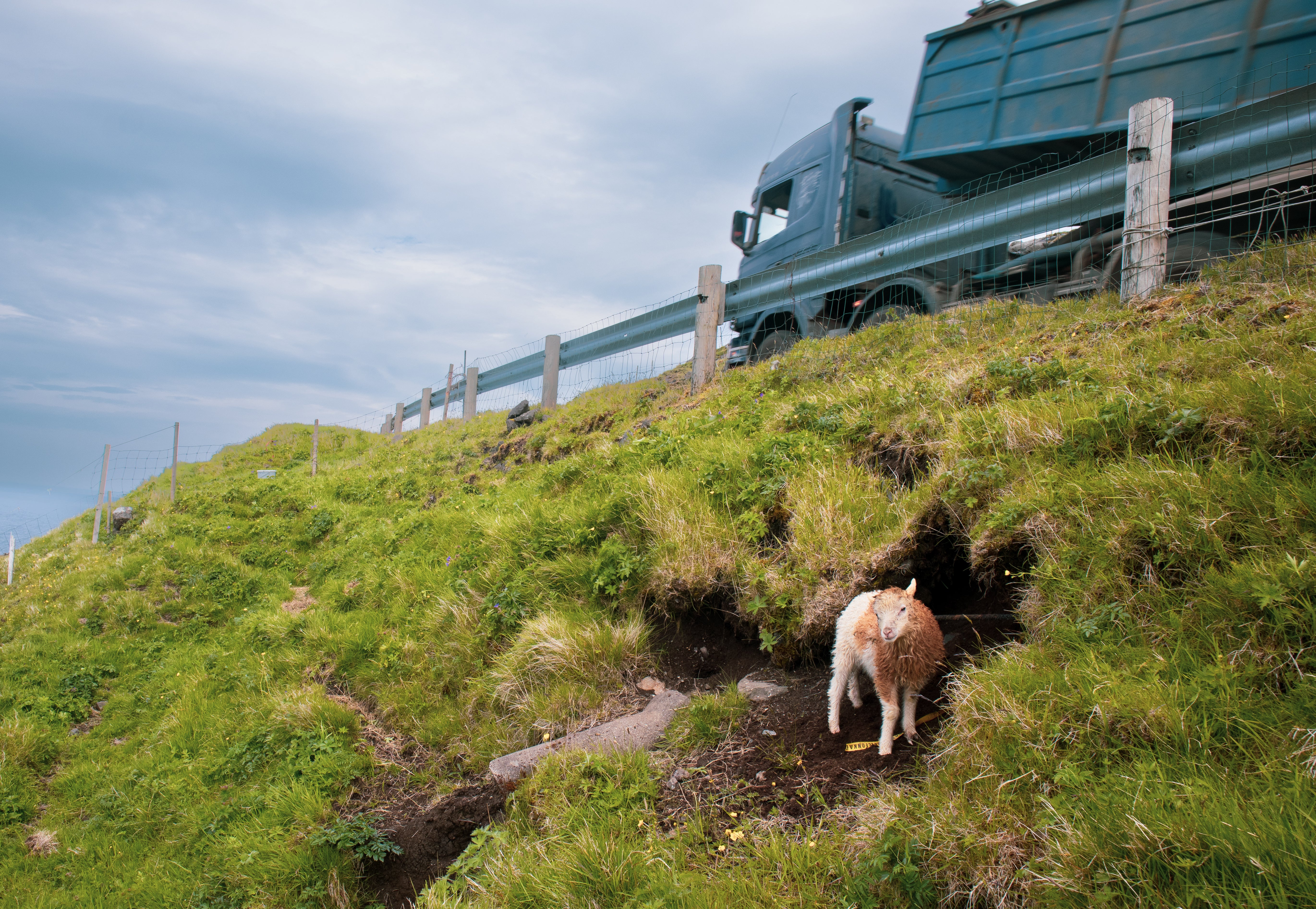 A sheep hides by the side of the road on one of the Faroe Islands