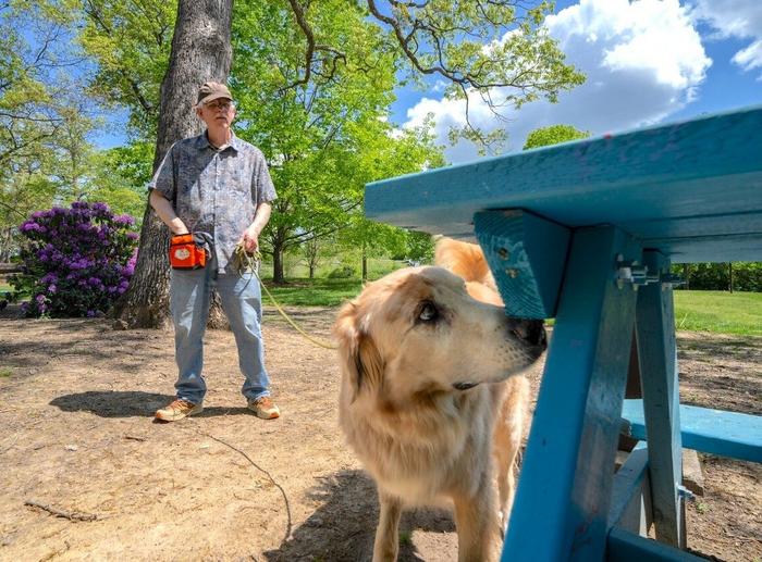 Fozzie, a labrador/golden retriever mix, searches a park bench for the invasive spotted lanternfly