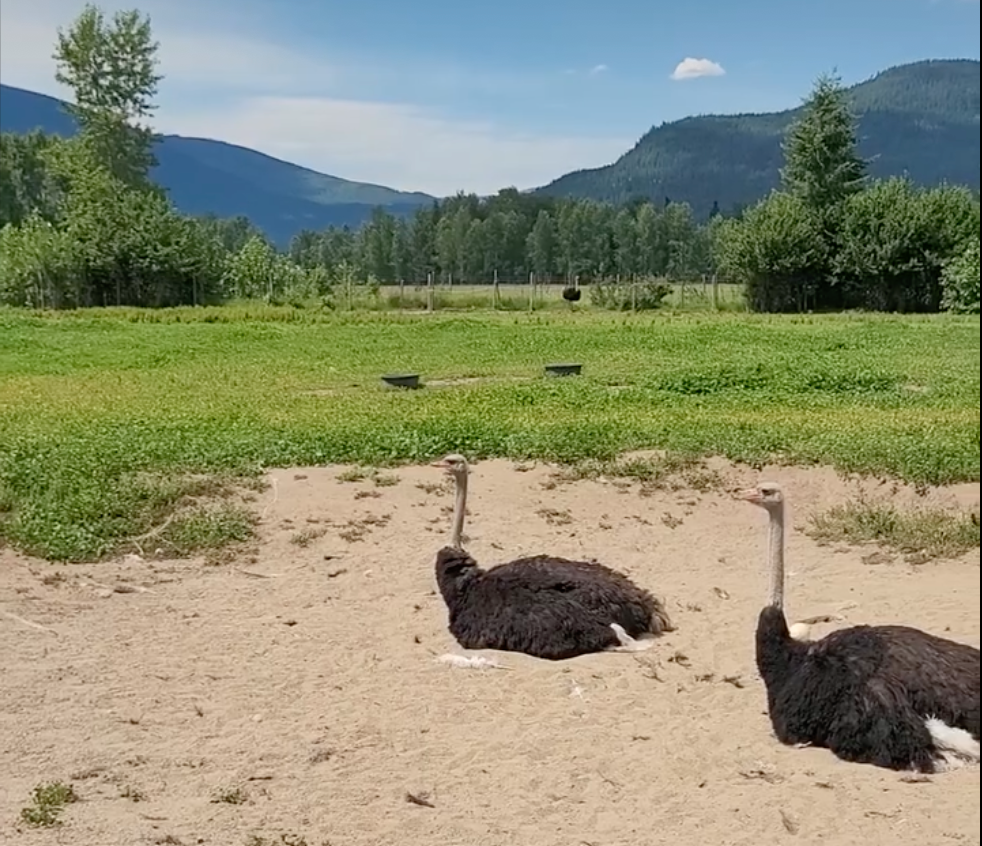 A screengrab from a video capturing two ostriches resting at the Universal Ostrich Farm, where the Canadian government has ordered for 400 birds to be culled due to avian flu exposure