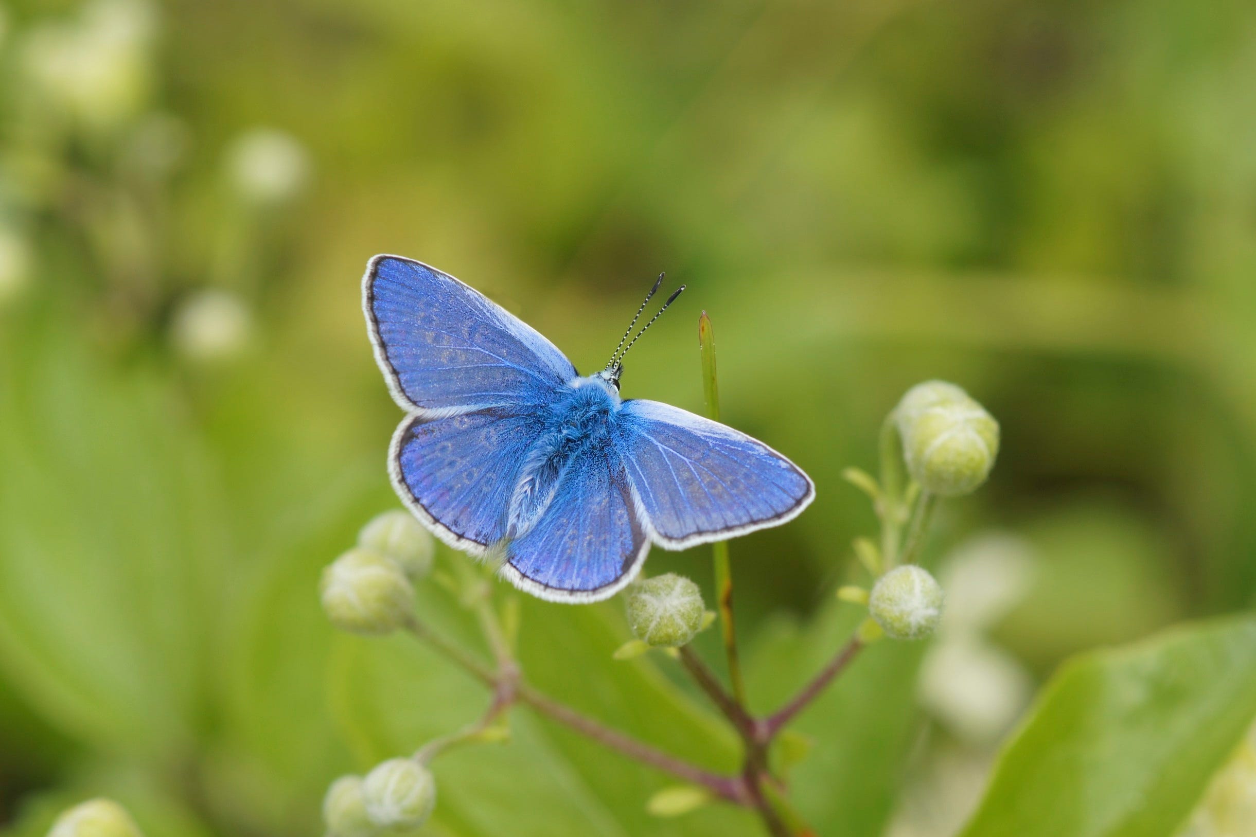 Common blue butterfly (Ian A Kirk/Butterfly Conservation/PA)