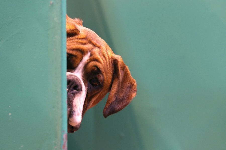 A MetLife Pet Insurance survey found that 31 percent of US pet owners would date the AI human version of their pet, a trend fueled by ChatGPT’s free image generator.