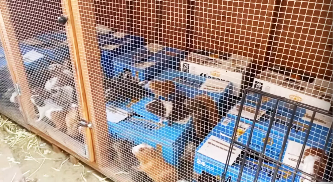 More than 400 guinea pigs found in hoarder’s Los Angeles home, says animal charity