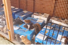 More than 400 guinea pigs found in hoarder’s Los Angeles home, says animal charity