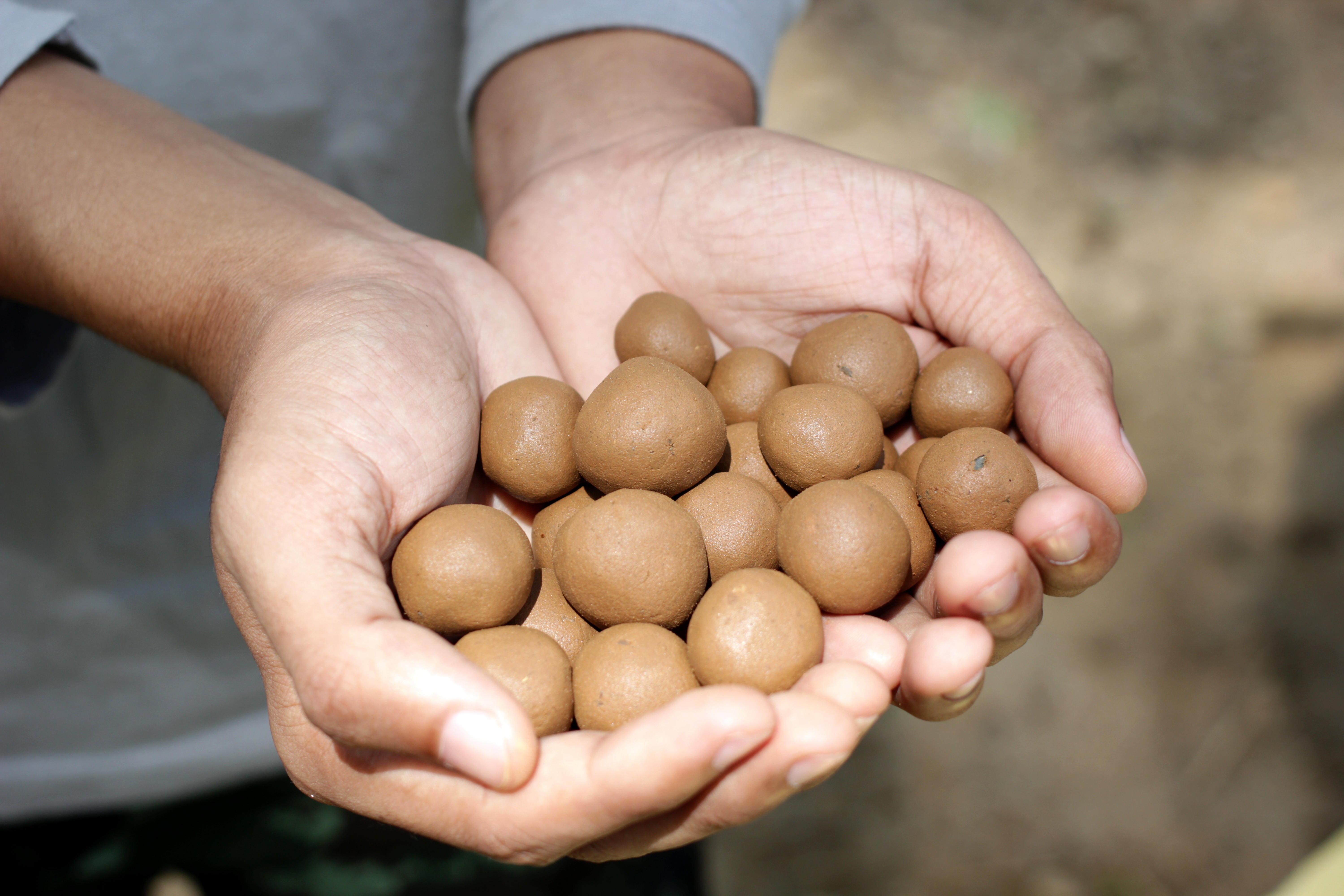 Making seed balls is fun, interactive and messy